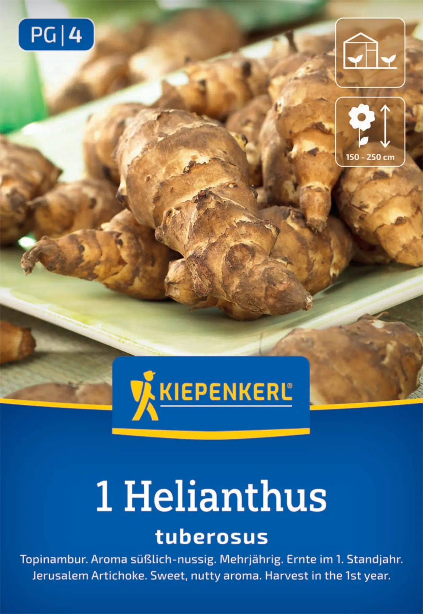 Kiepenkerl Pflanzgut Topinambur Helianthus tuberosus 1 Stück