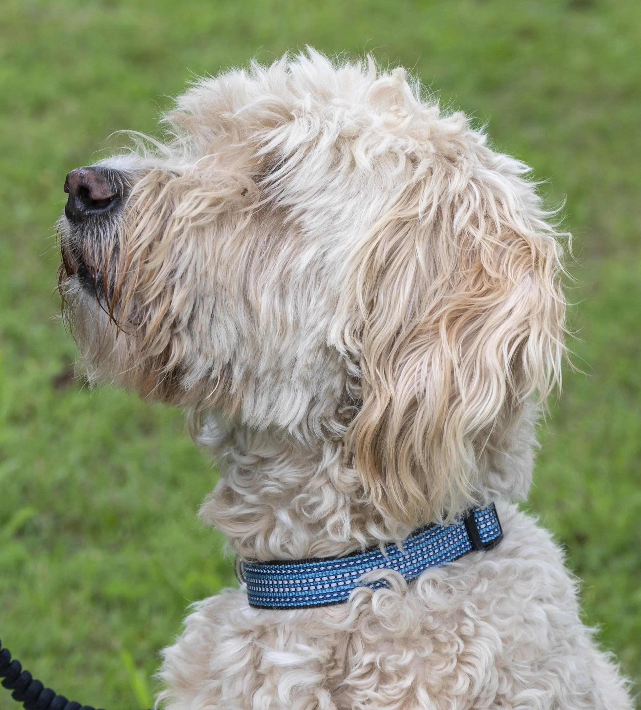 Dobar Hundehalsband 30 - 50 cm blau