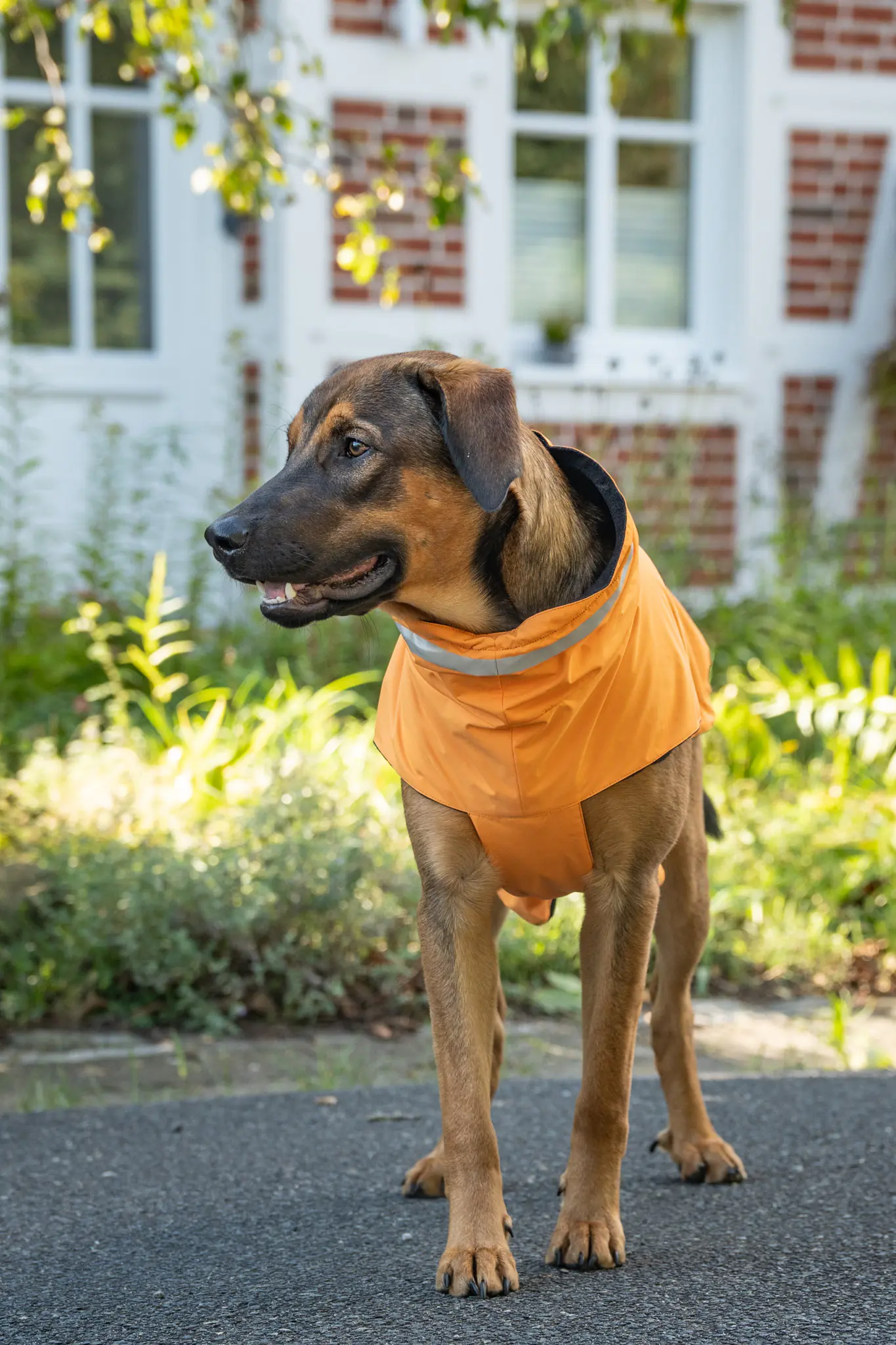 Wolters Hundebekleidung Outdoorjacke Modern Classic orange