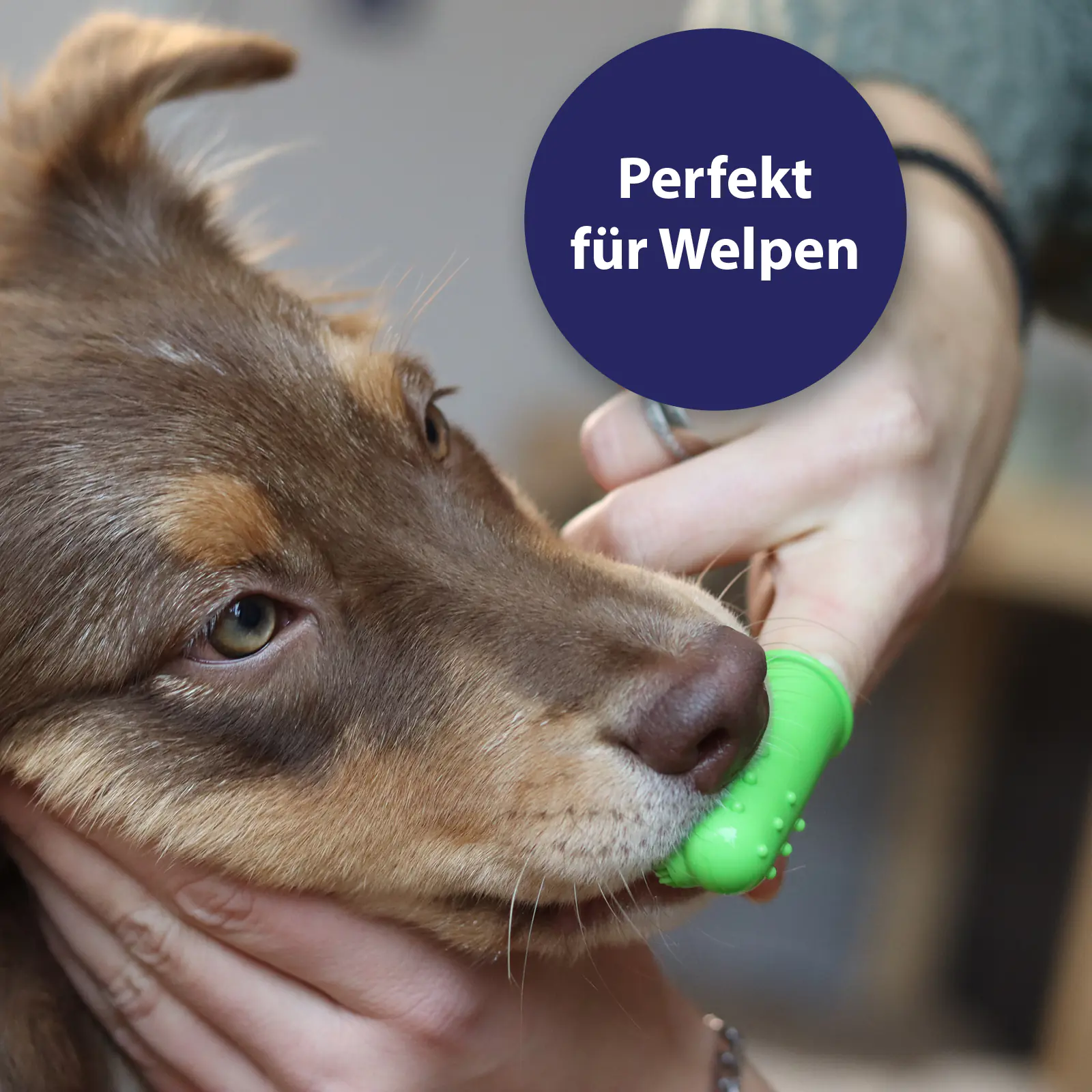 Canosept Zahnpflege Finger-Bürsten für Hunde 3 Stück Canosept Zahnpflege Finger-Bürsten für Hunde 3 Stück