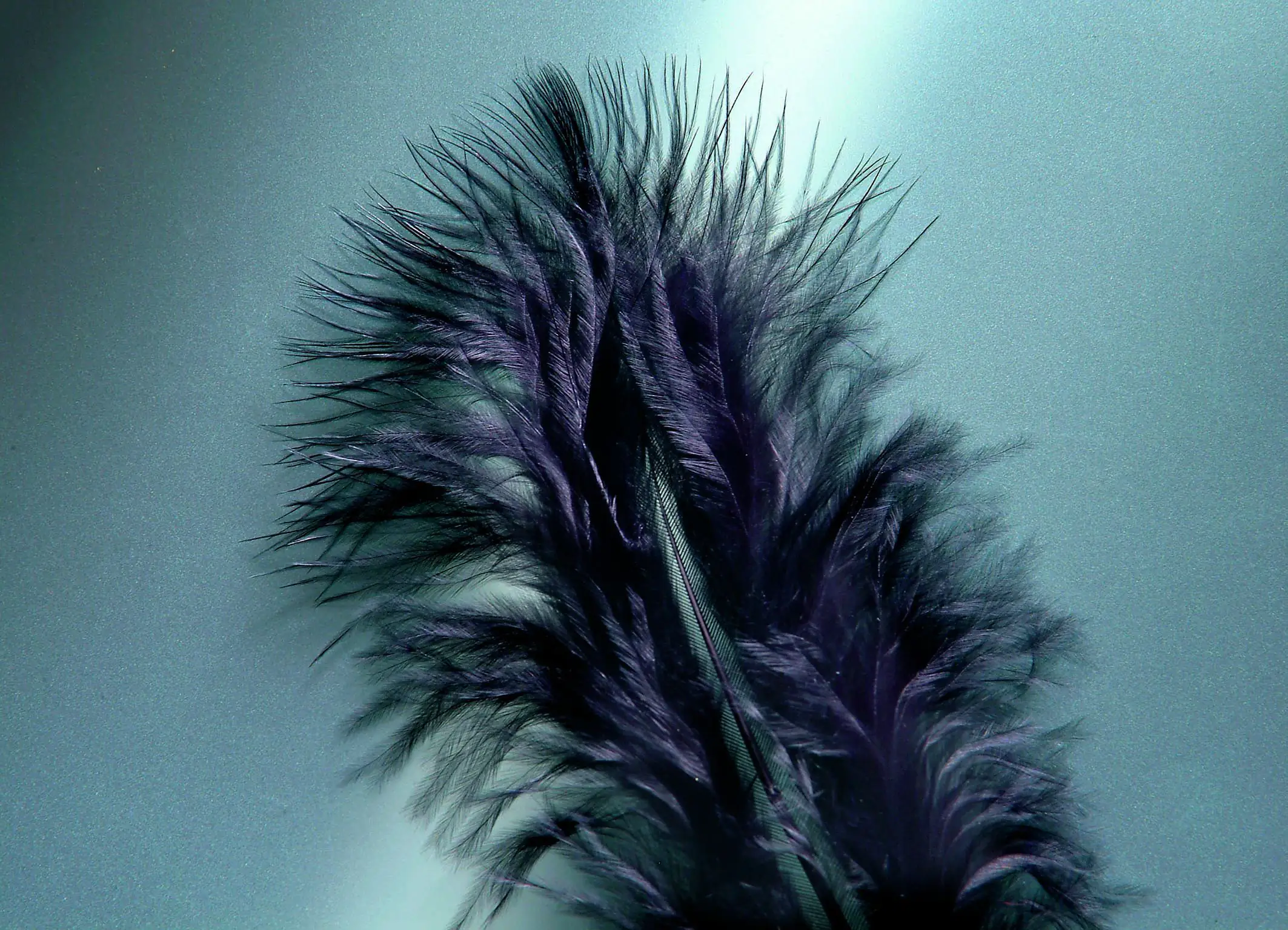 7610877404233 Glorex Marabufedern schwarz ca. 15 Stück