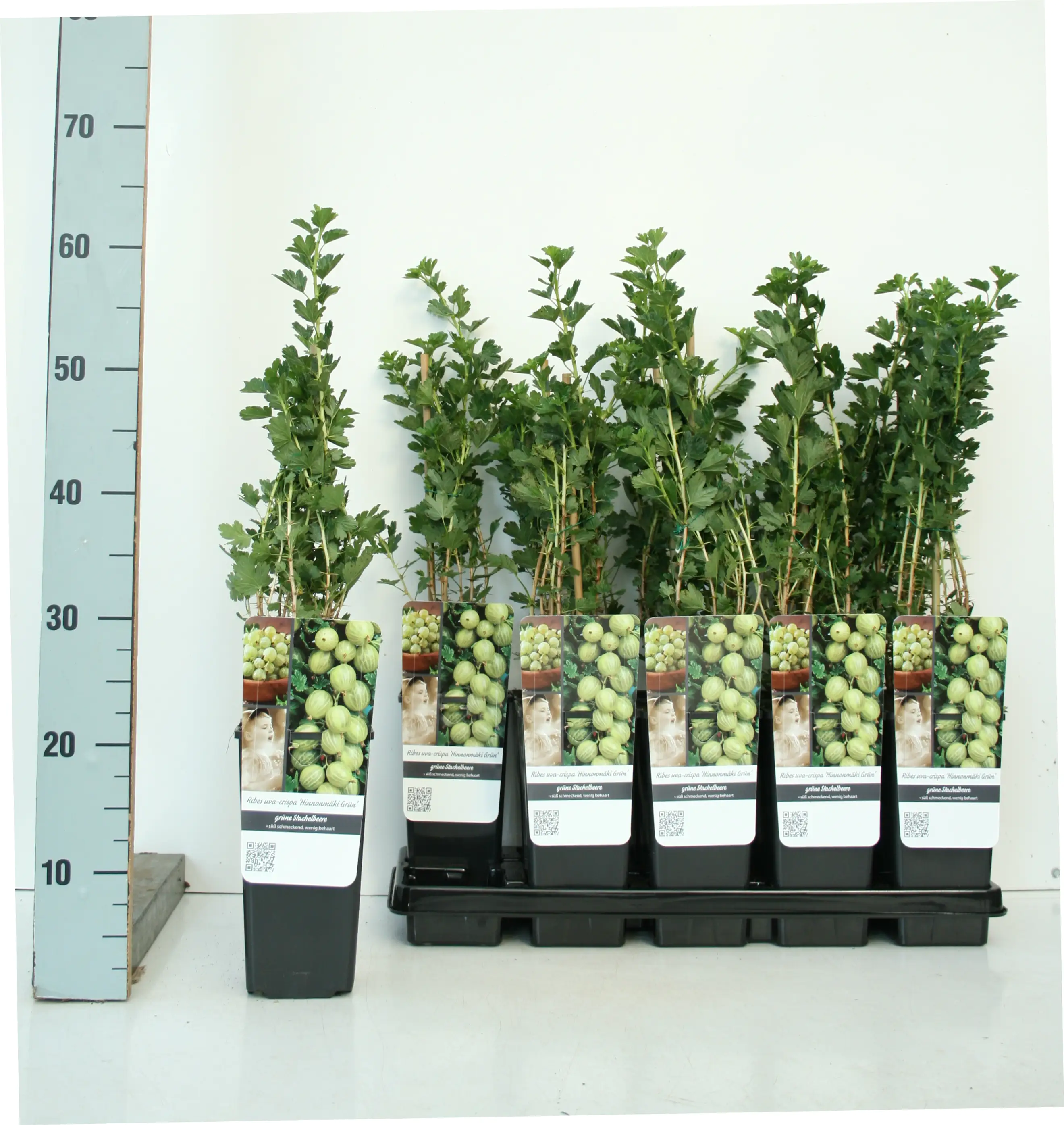 Obststrauch Stachelbeere Hinnonmäki grün 2 L Container