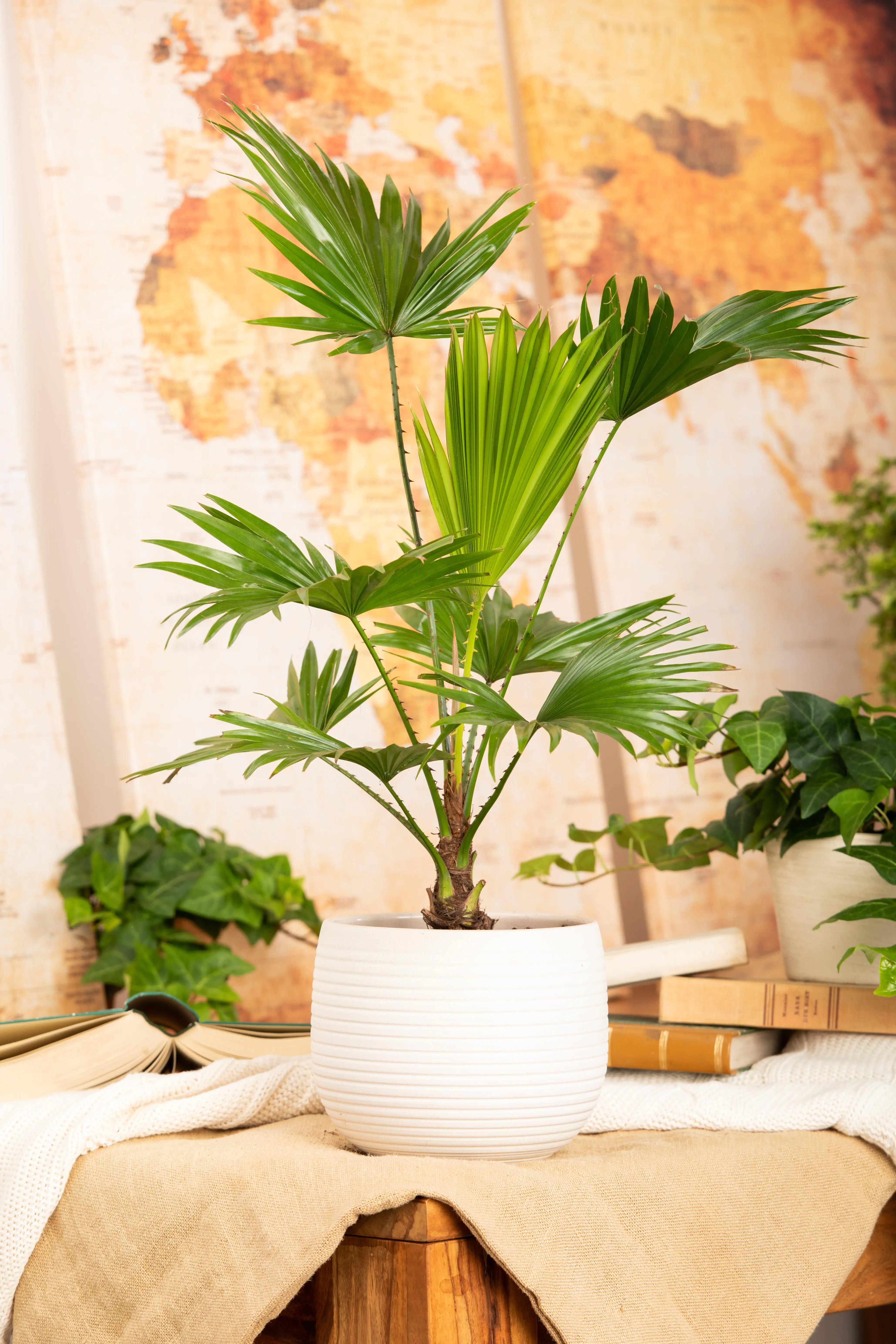 Rundblättrige Schirmpalme Livistonie Rotundifolia H ca. 35 cm 12 cm Topf