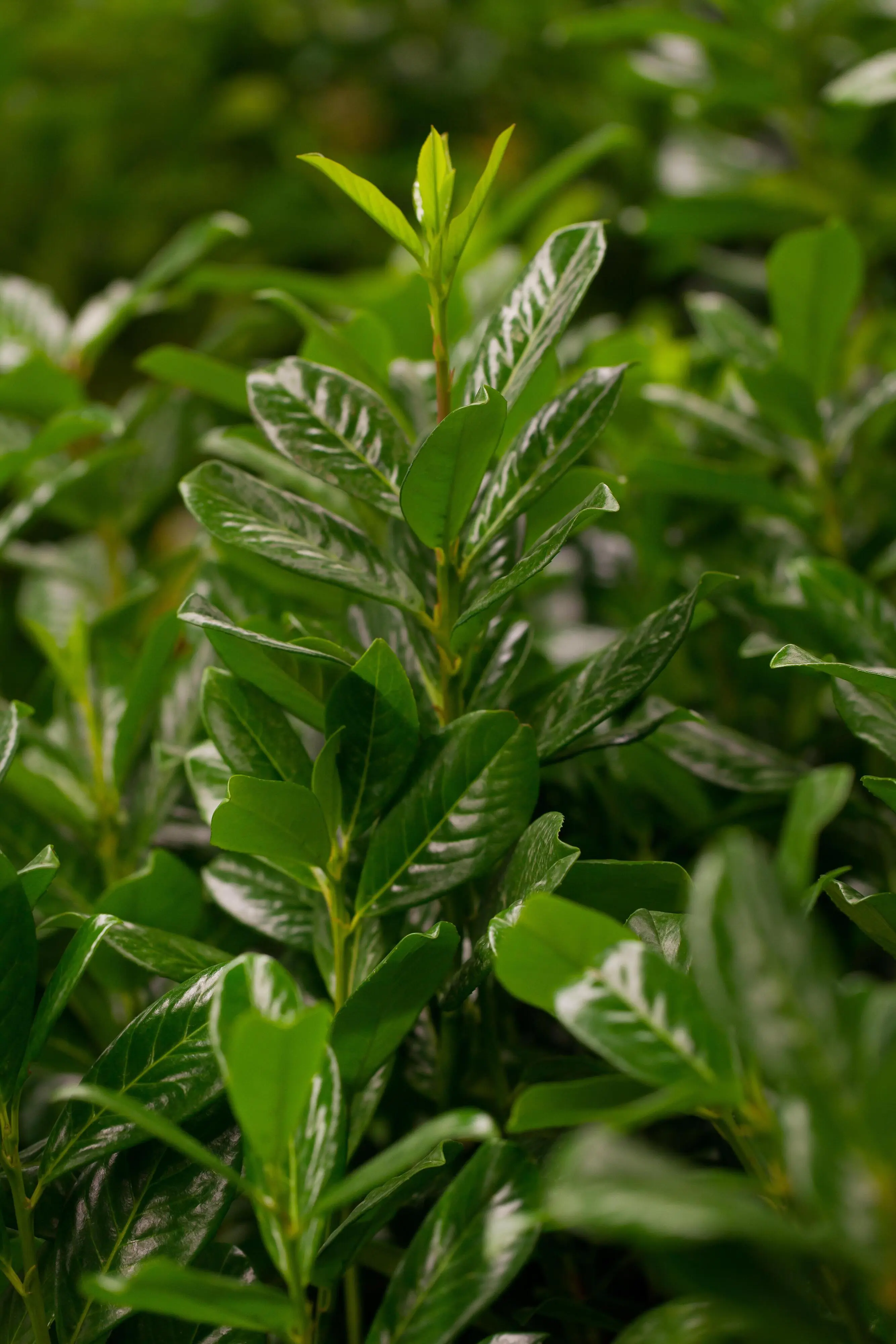Kirschlorbeer Novita Prunus laur. Novita H 100 - 125 cm, 20 Stück