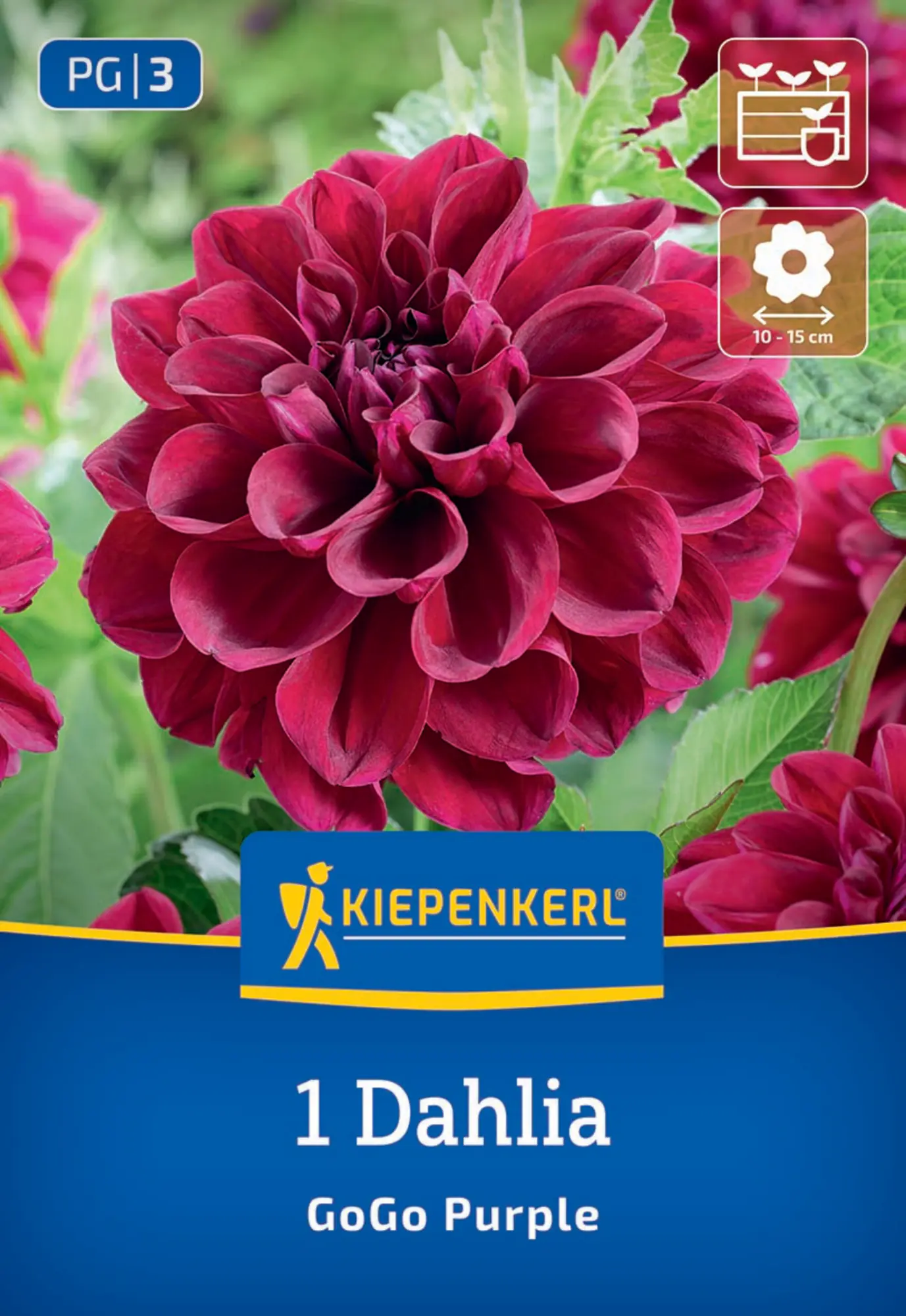 Kiepenkerl Frühjahrsblumenzwiebel Beet- & Kübel-Dahlie Go Go Purple 1 Stück