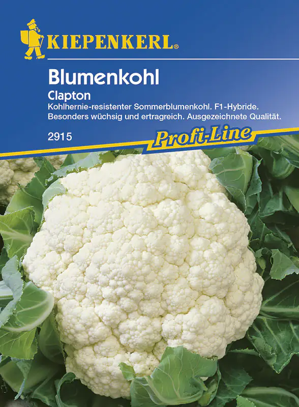 Kiepenkerl Blumenkohl Clapton Brassica oleracea var. botrytis, Inhalt: ca. 12 Pflanzen
