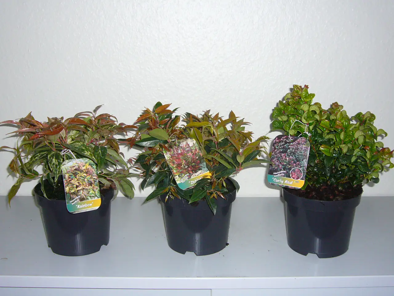 Traubenheide 2 L Container