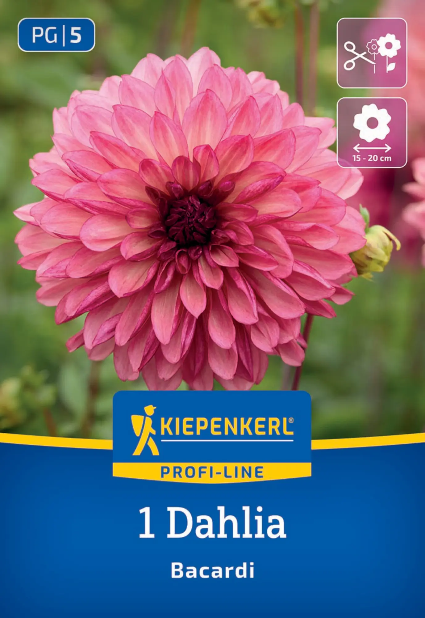 Kiepenkerl Profi-Line Frühjahrsblumenzwiebel Dekorative Dahlie Bacardi 1 Stück