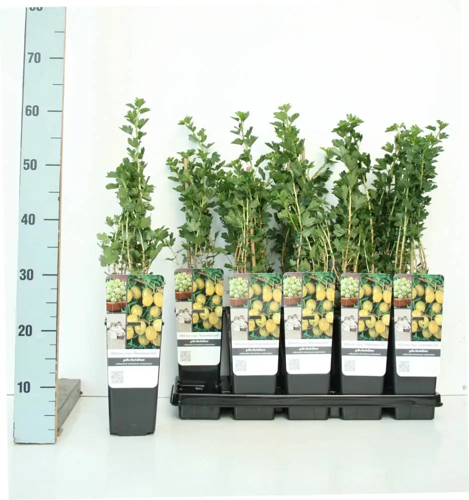 Obststrauch Stachelbeere Hinnonmäki gelb 2 L Eck-Container