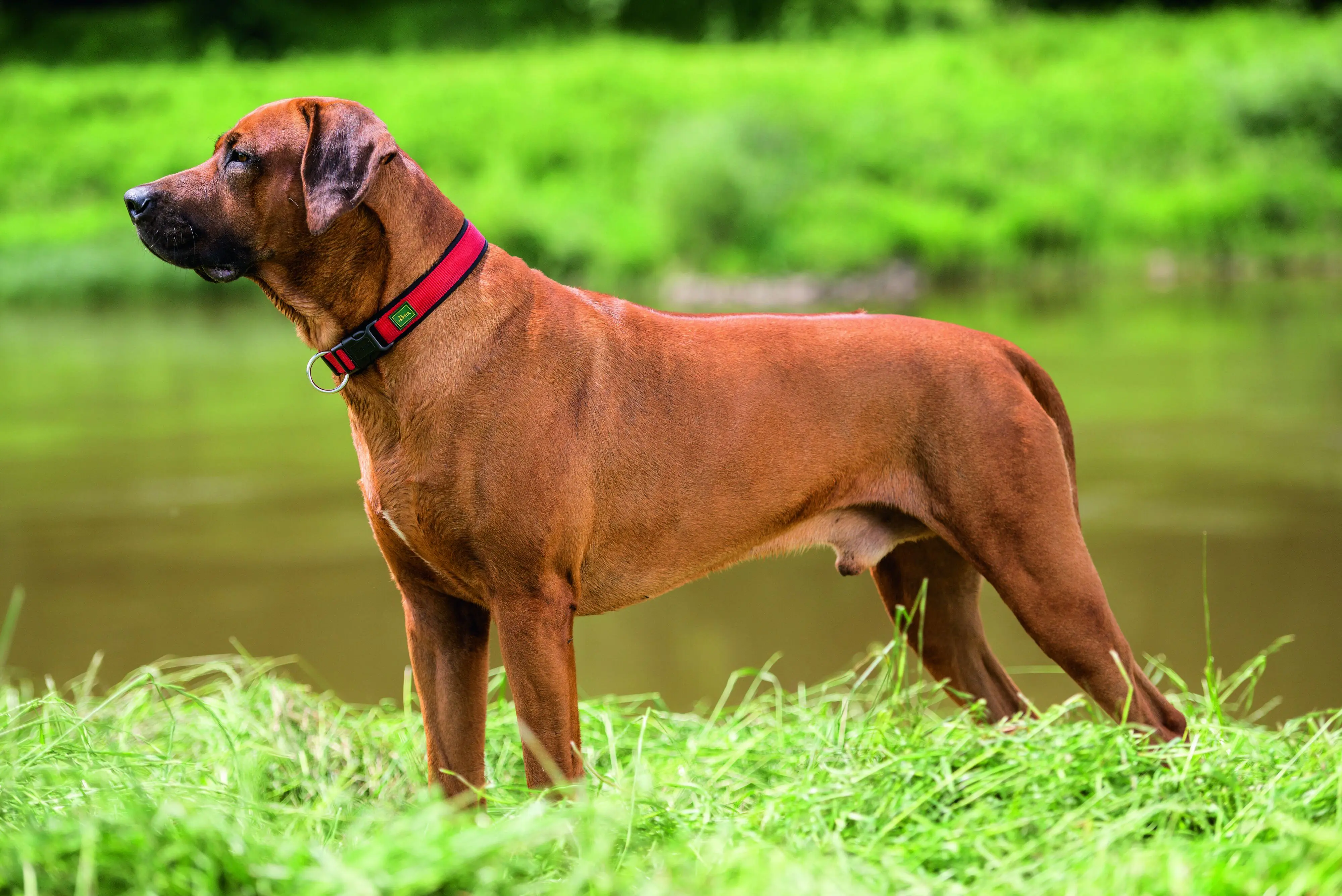 Hunter Hundehalsband Vario Plus S rot/schwarz