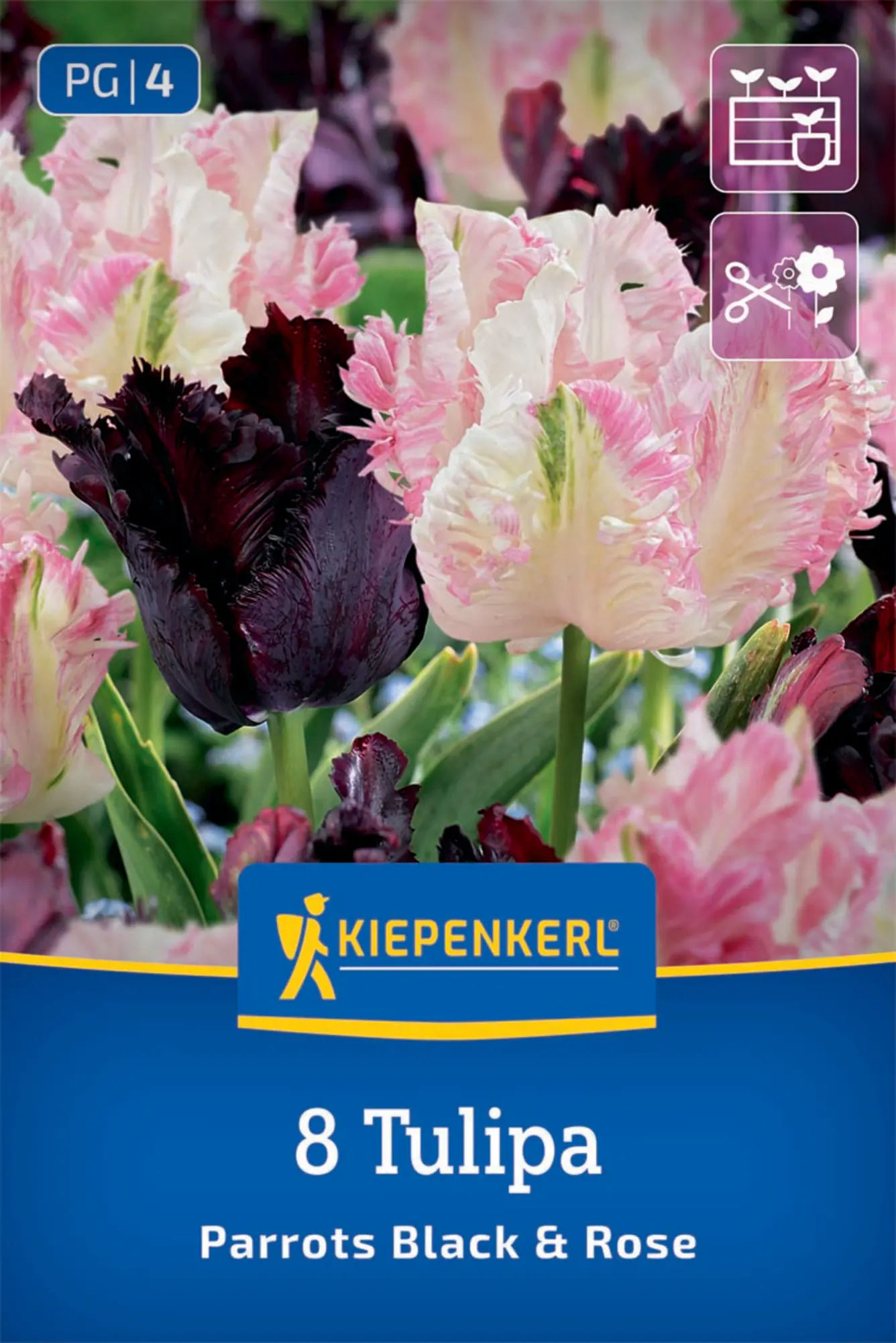 Kiepenkerl Herbstblumenzwiebel Tulpen Parrots Black & Rose 8 Stück