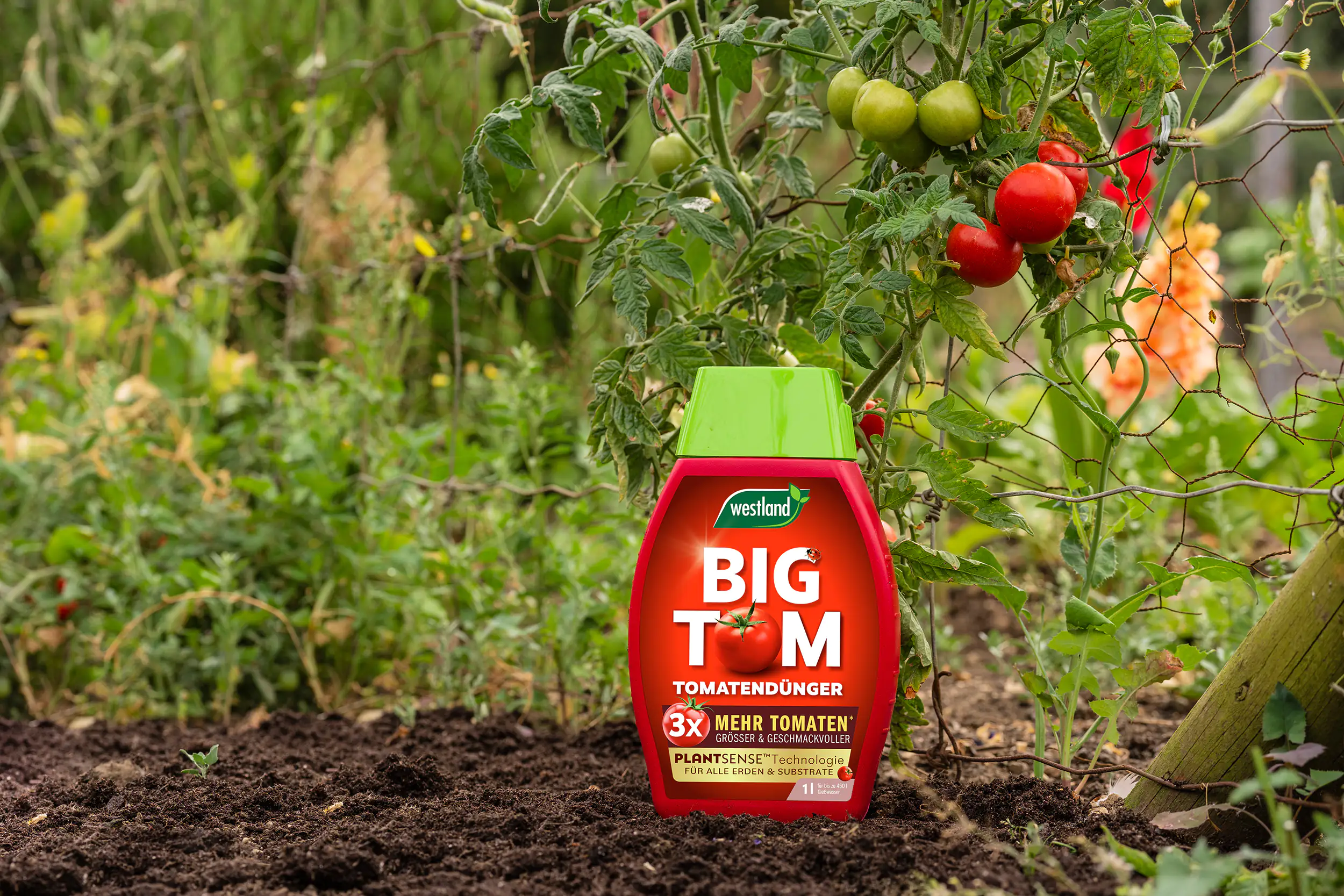 Westland Big Tom Tomatendünger 1 l