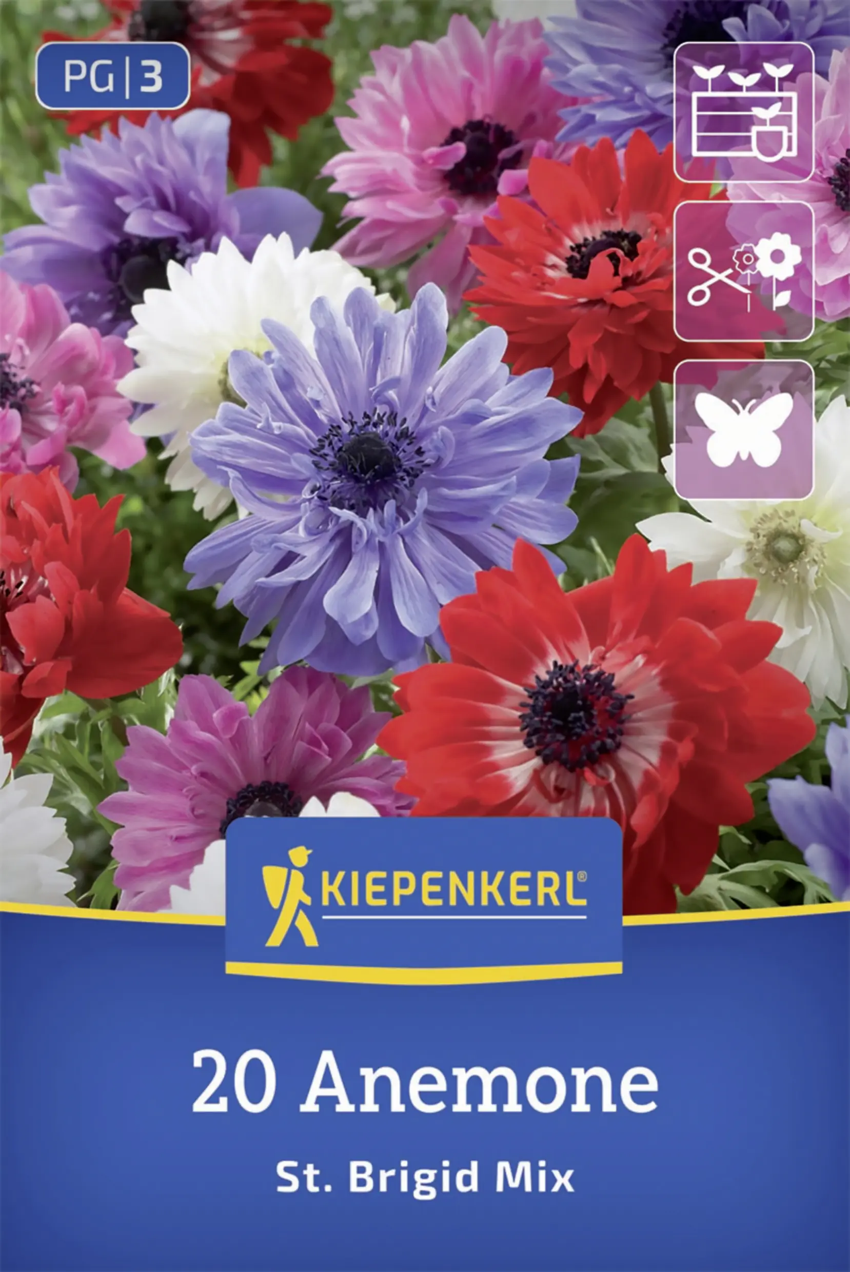 Kiepenkerl Kronen-Anemone Brigid Mischung mehrfarbig 20 Stück