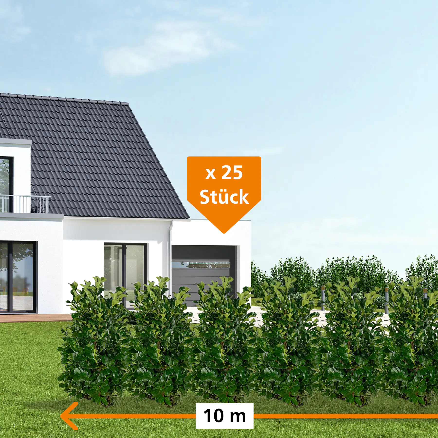 Kirschlorbeer Etna Prunus laur. Etna H 80 - 100 cm, 25 Stück