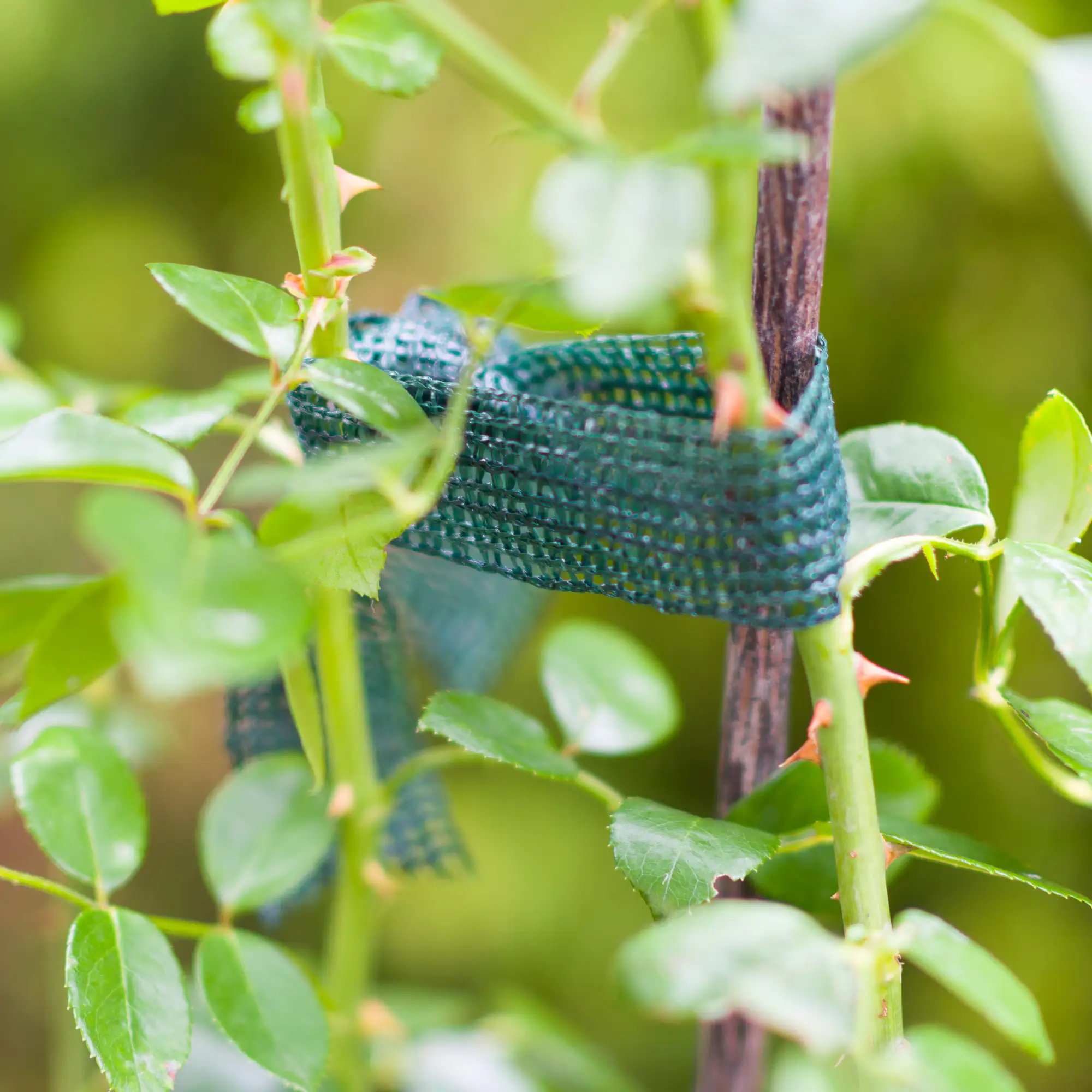 Windhager Baumanbinder 3 cm x 3 m, 3 Stück