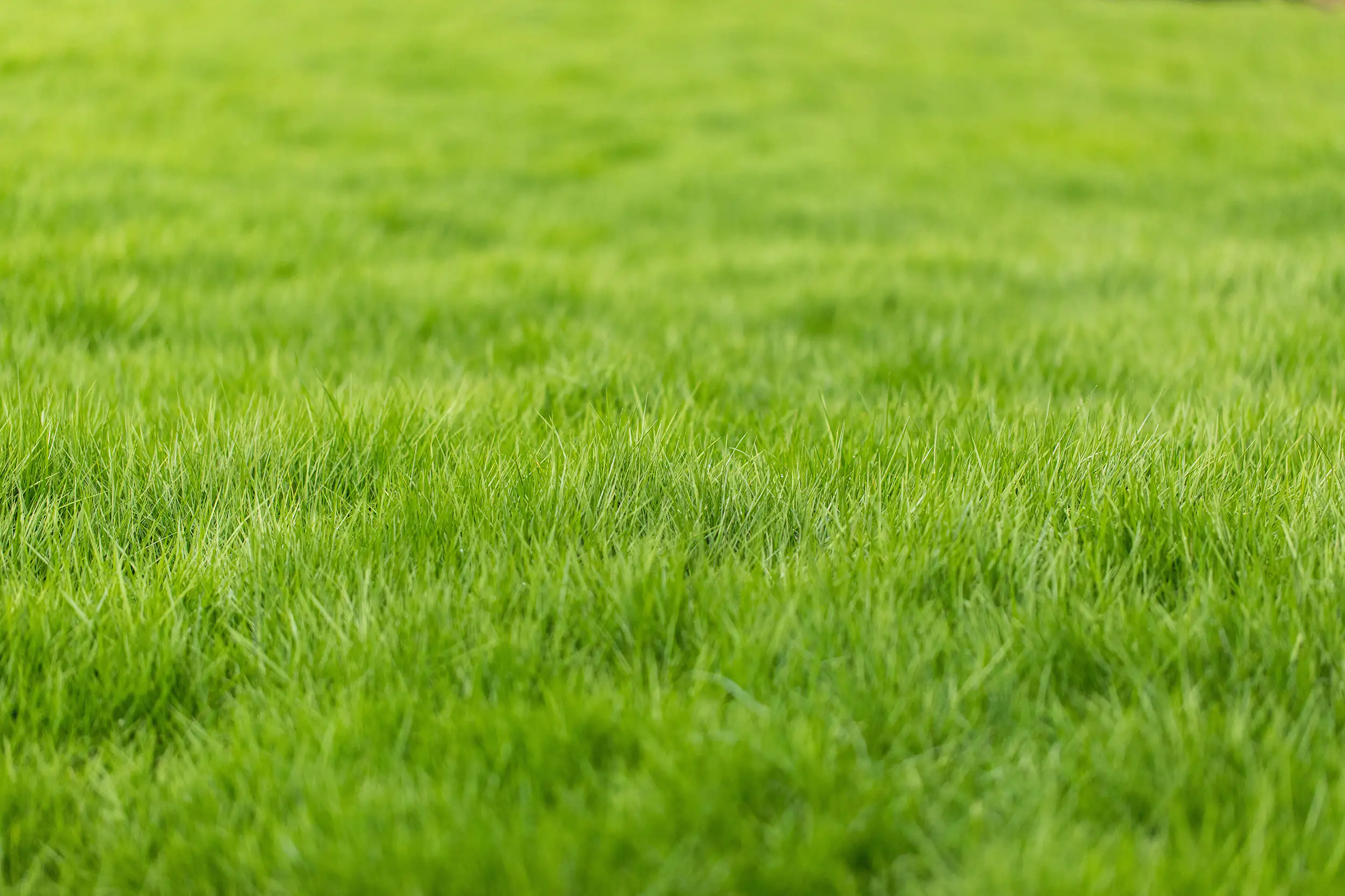 Rasensaatgut Sport- und Spielrasen 2 kg, für ca. 80 m²