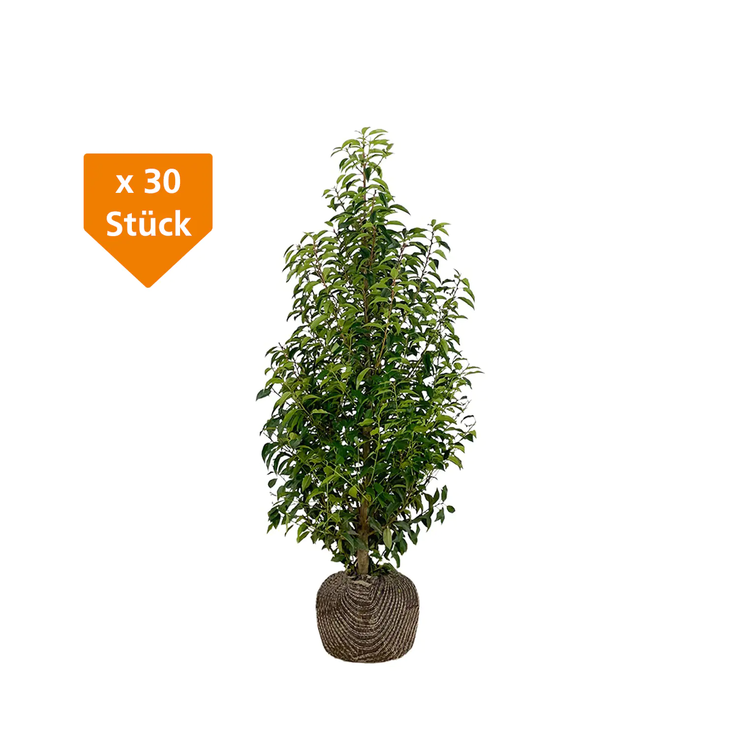 Portugiesische Kirschlorbeer Prunus ang. Lusitanica H 60 - 80 cm, 30 Stück