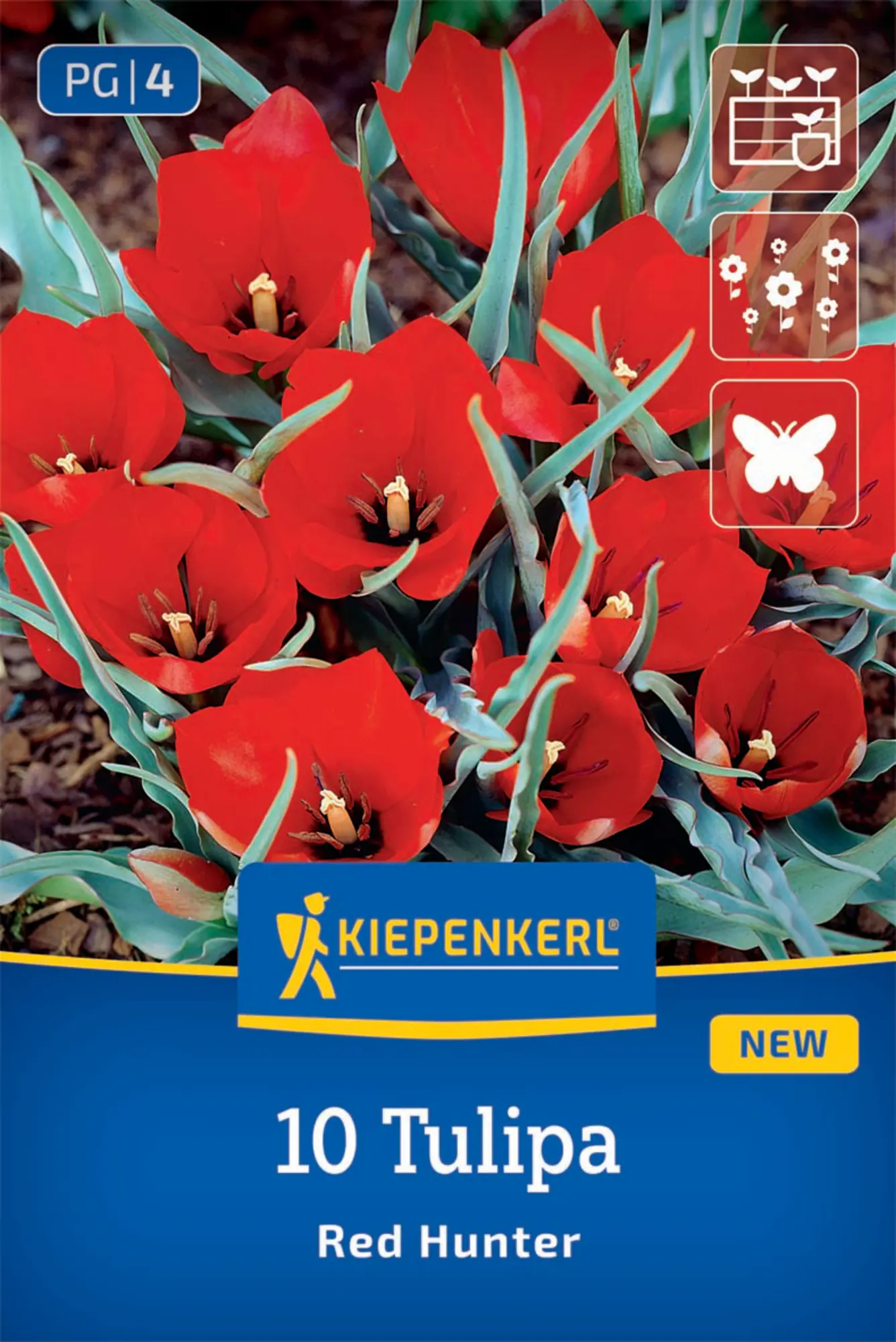 Kiepenkerl Herbstblumenzwiebel Tulpen Wild Red Hunter 10 Stück