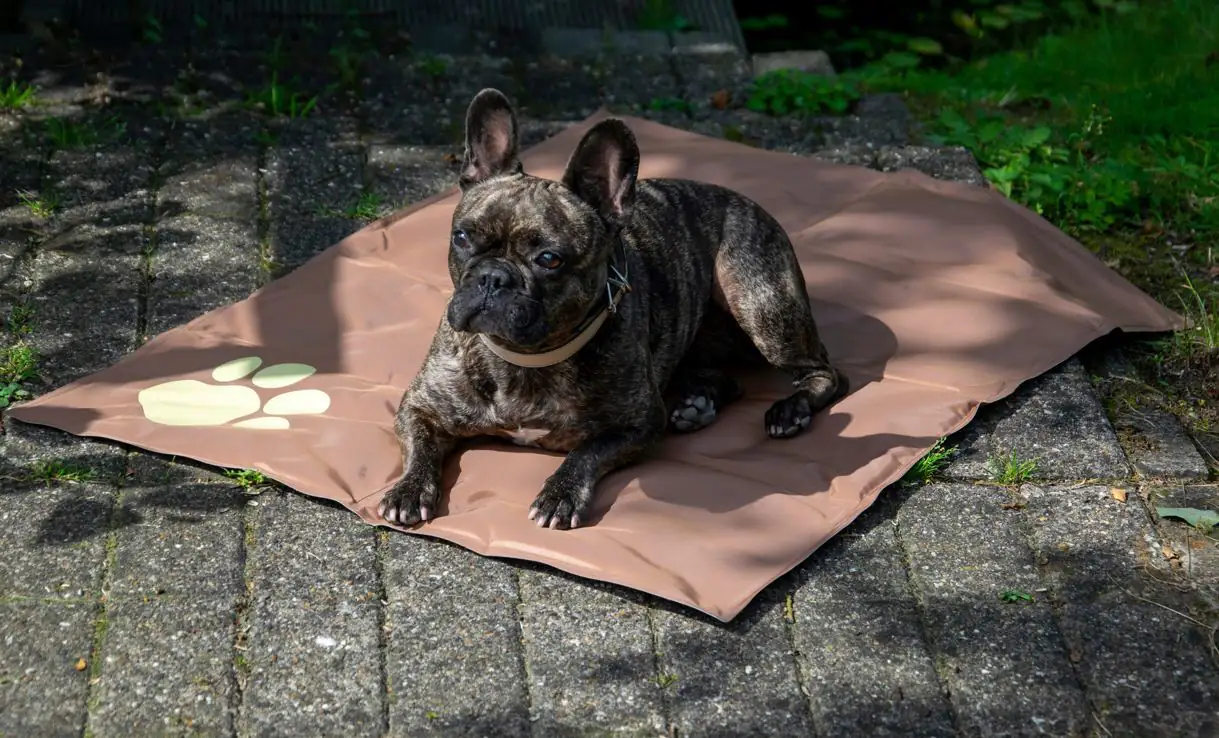 Dobar Kühlmatte mit Pfote eckig L 99,5 x B 70 cm braun/beige