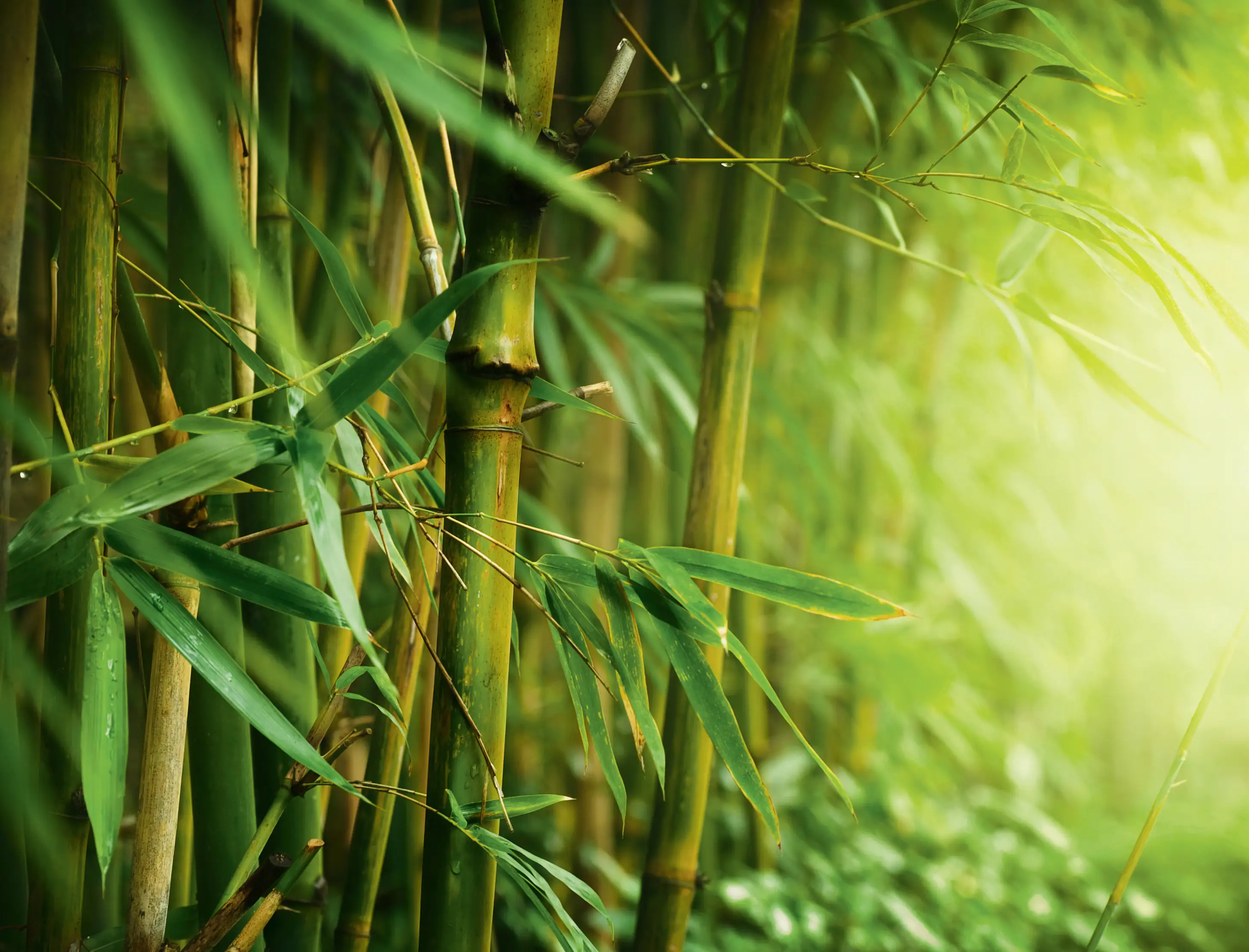 Premium Garden Wurzelsperre 3,5 x 0,6 m