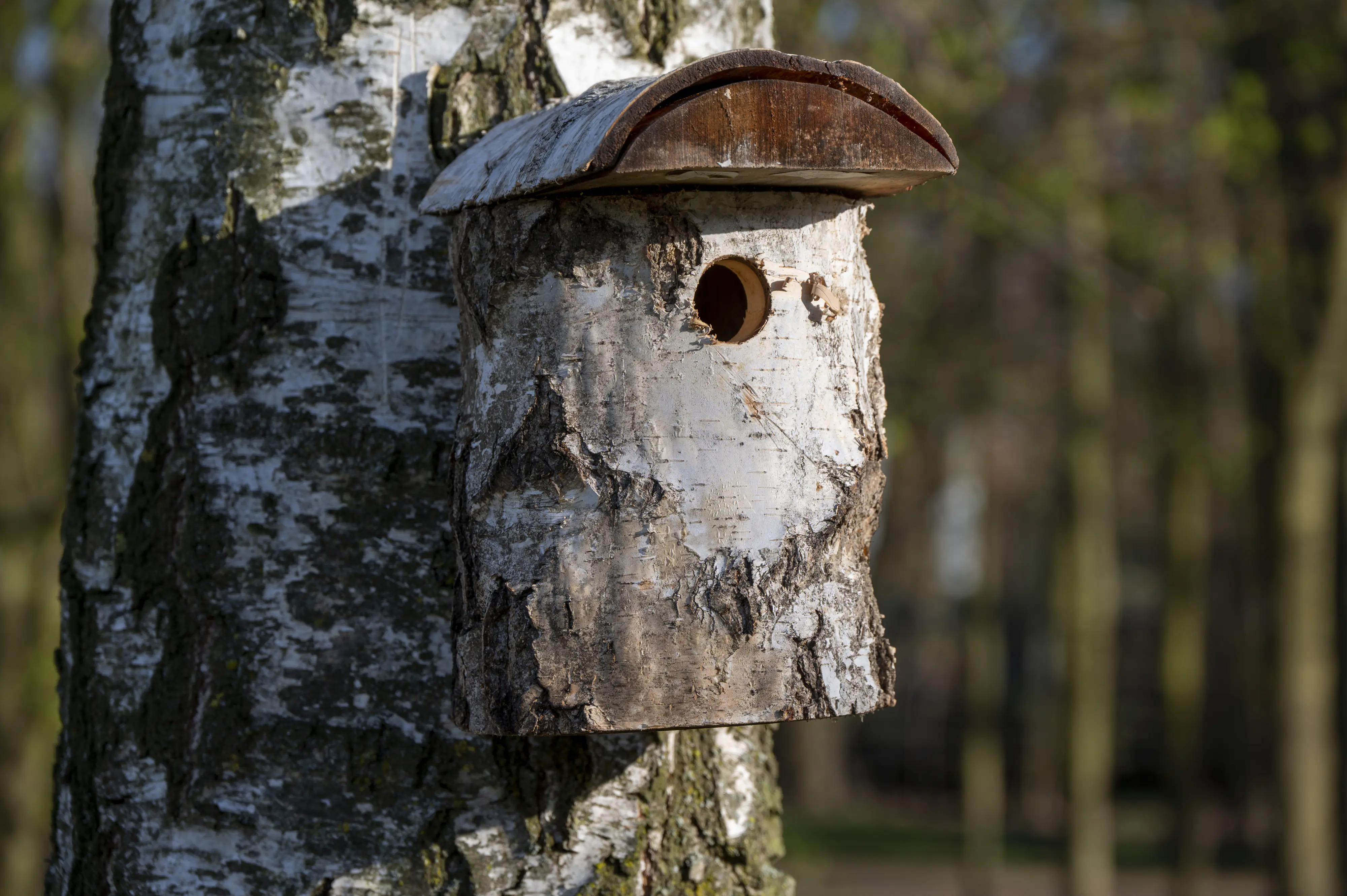 Dobar Nistkasten aus Birkenholz Einflugloch 32 mm 14 x 22 x 24 cm