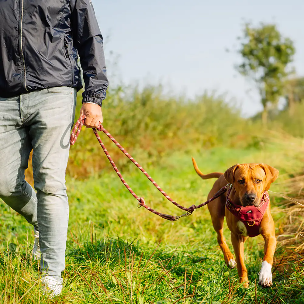 Nobby Hundegeschirr Sporty mit Griff rot Nobby Hundegeschirr Sporty mit Griff rot