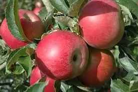 Apfelbaum Idared 7,5 L Container