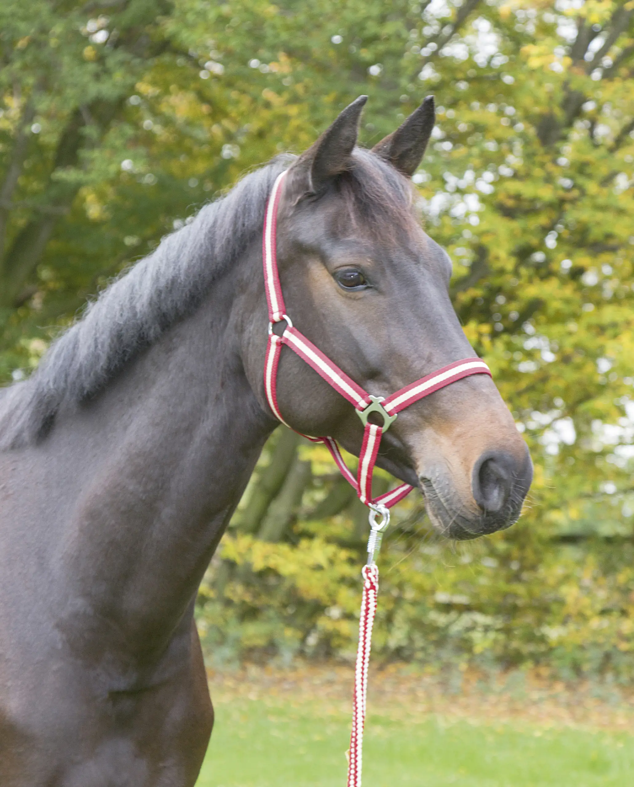 Kerbl Pferde-Halfter Hippo bordeaux/beige