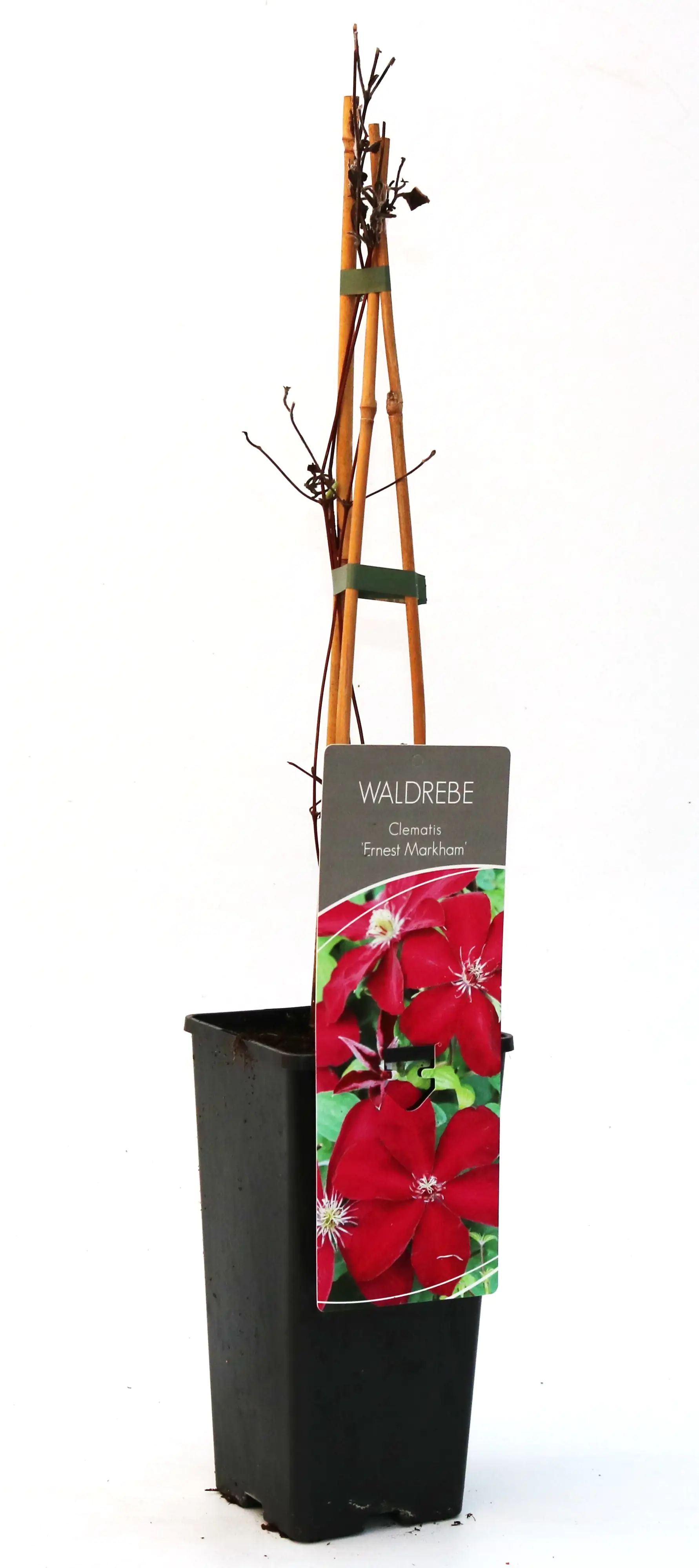 4029395002334 Waldrebe Clematis rot H 40 - 60 cm 2 L Eckcontainer