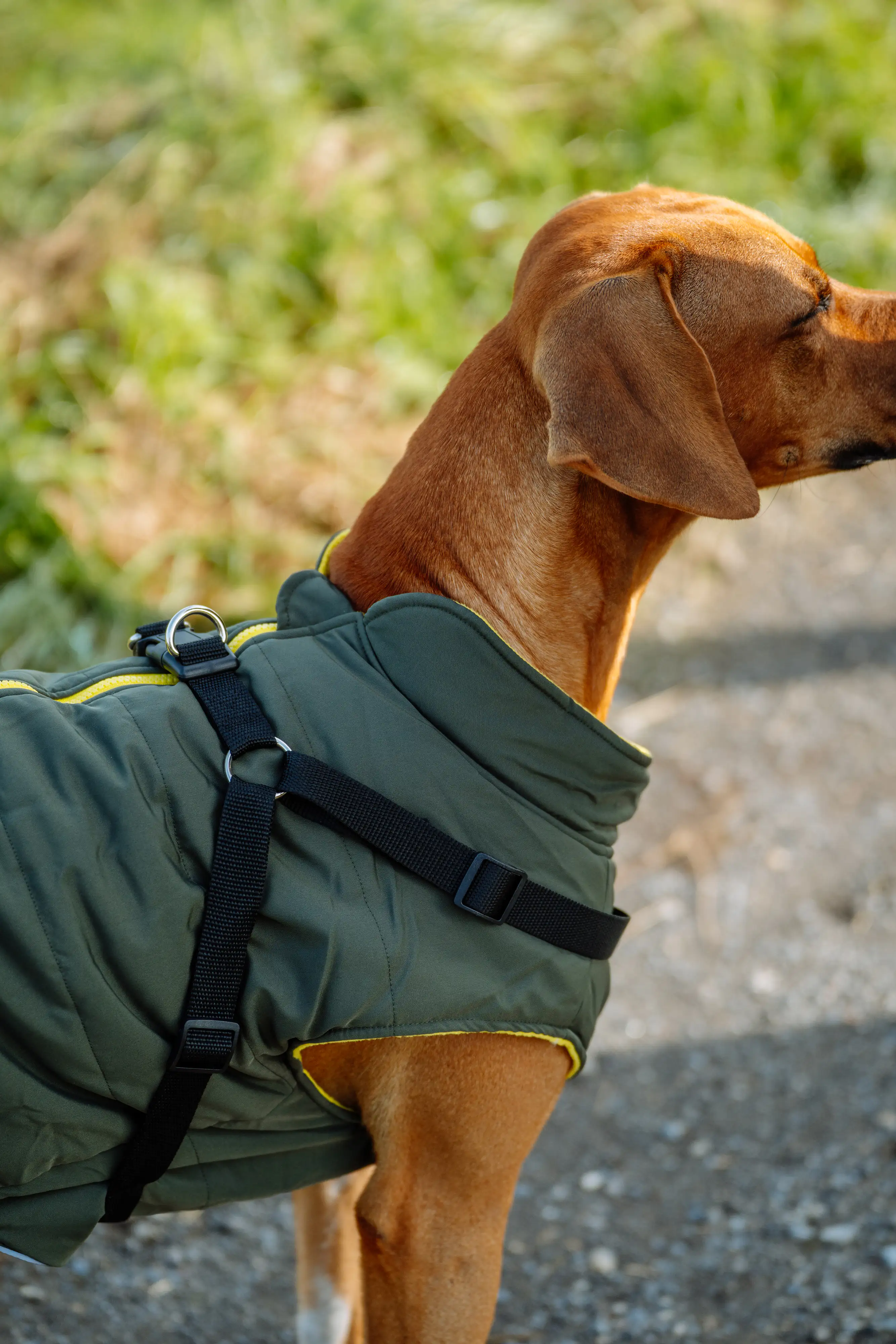 Nobby Hundemantel Sobak 2in1 oliv-gelb Nobby Hundemantel Sobak 2in1 oliv-gelb