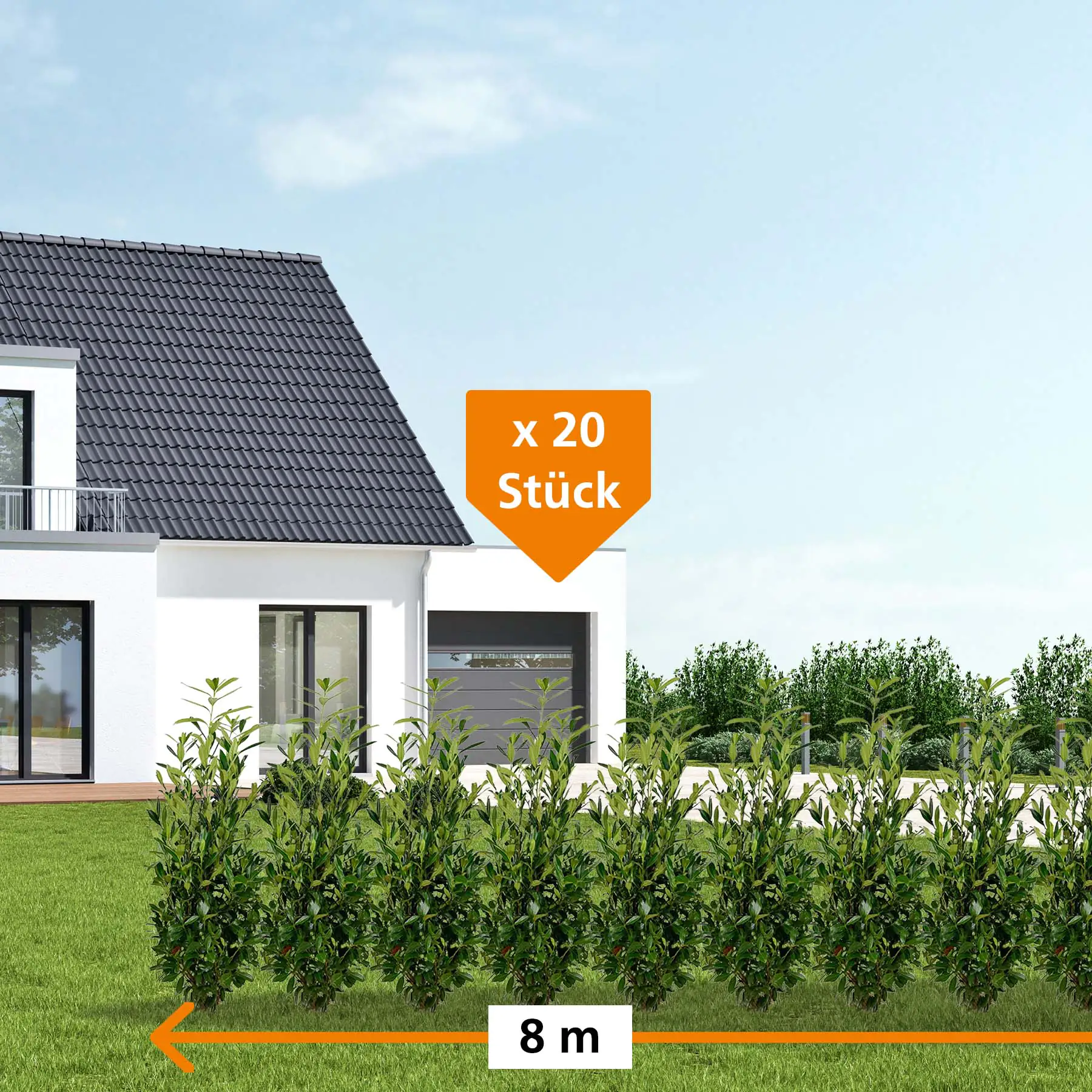 Kirschlorbeer Caucasica Prunus laur. Caucasica H 100 - 125 cm, 20 Stück