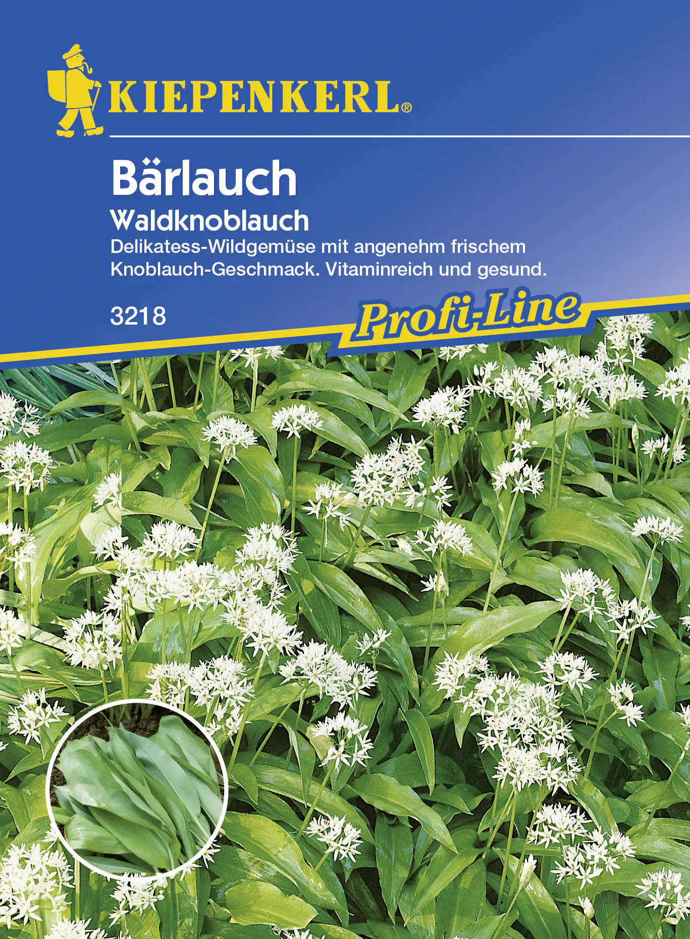 Kiepenkerl Bärlauch Waldknoblauch Allium ursinum, Inhalt: ca. 35 Pflanzen