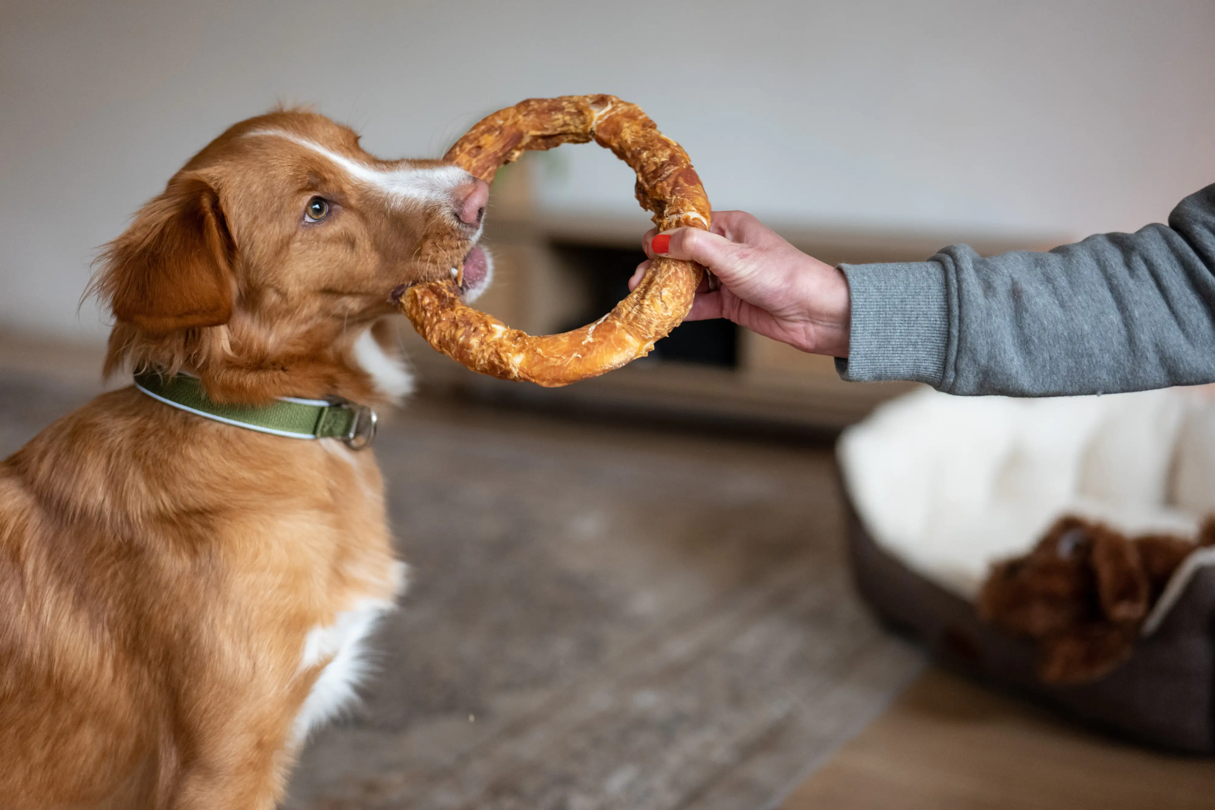 Nobby StarSnack Barbecue Chicken Donut XL ca. 20 cm, 220 g