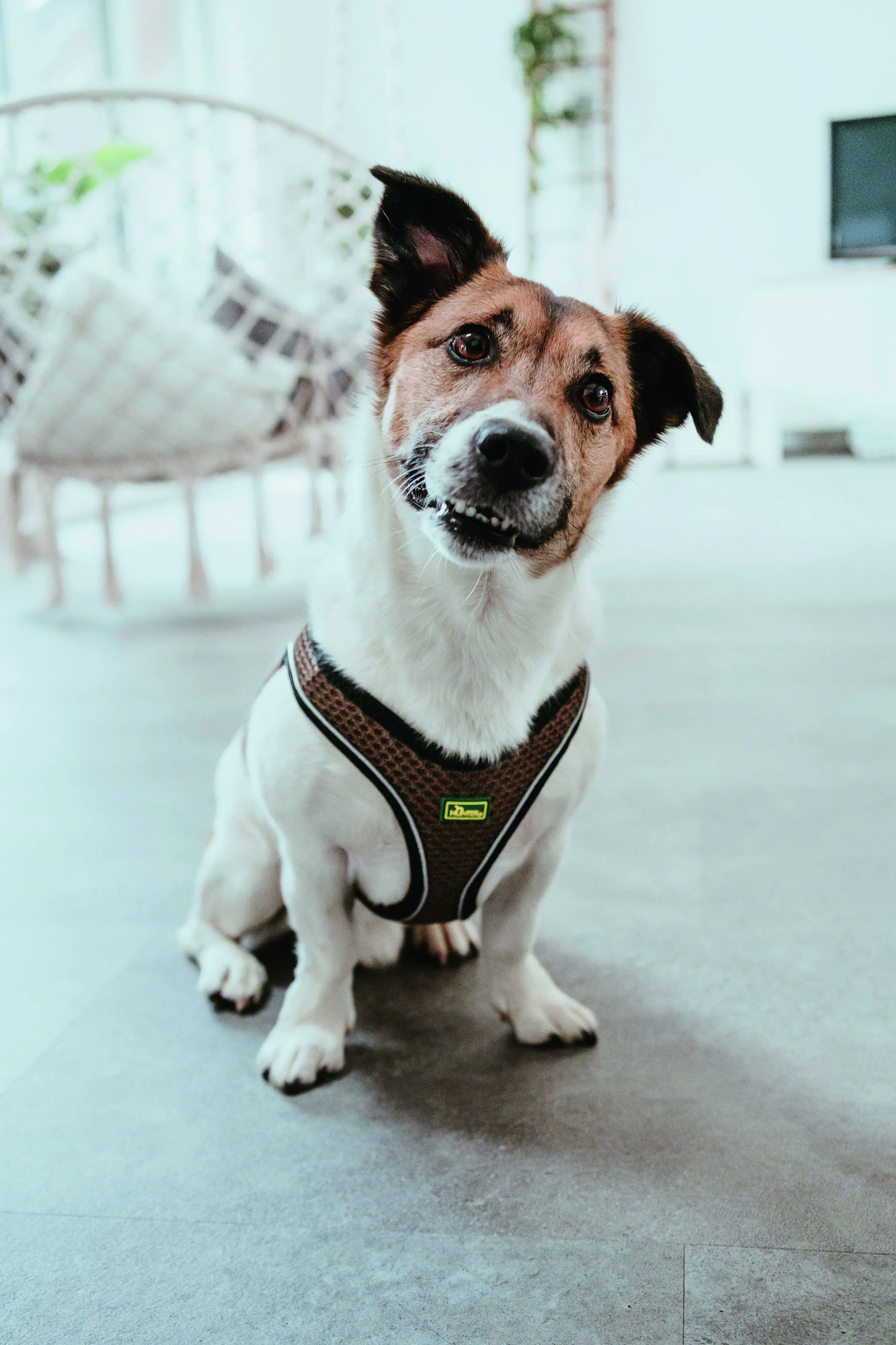 Hunter Hundegeschirr Hilo Comfort S-M braun