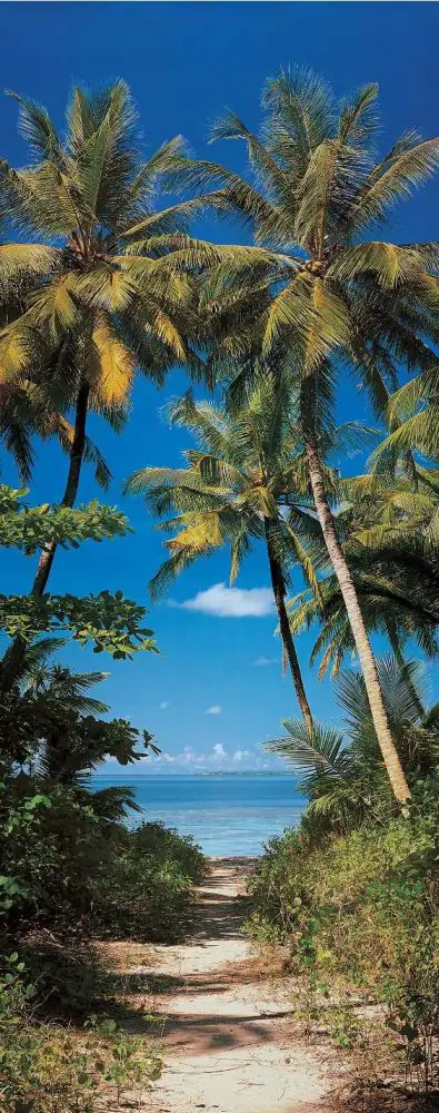 papermoon Vlies-Fototapete Wand & Türdekor Digitaldruck 90 x 200 cm Beach Path