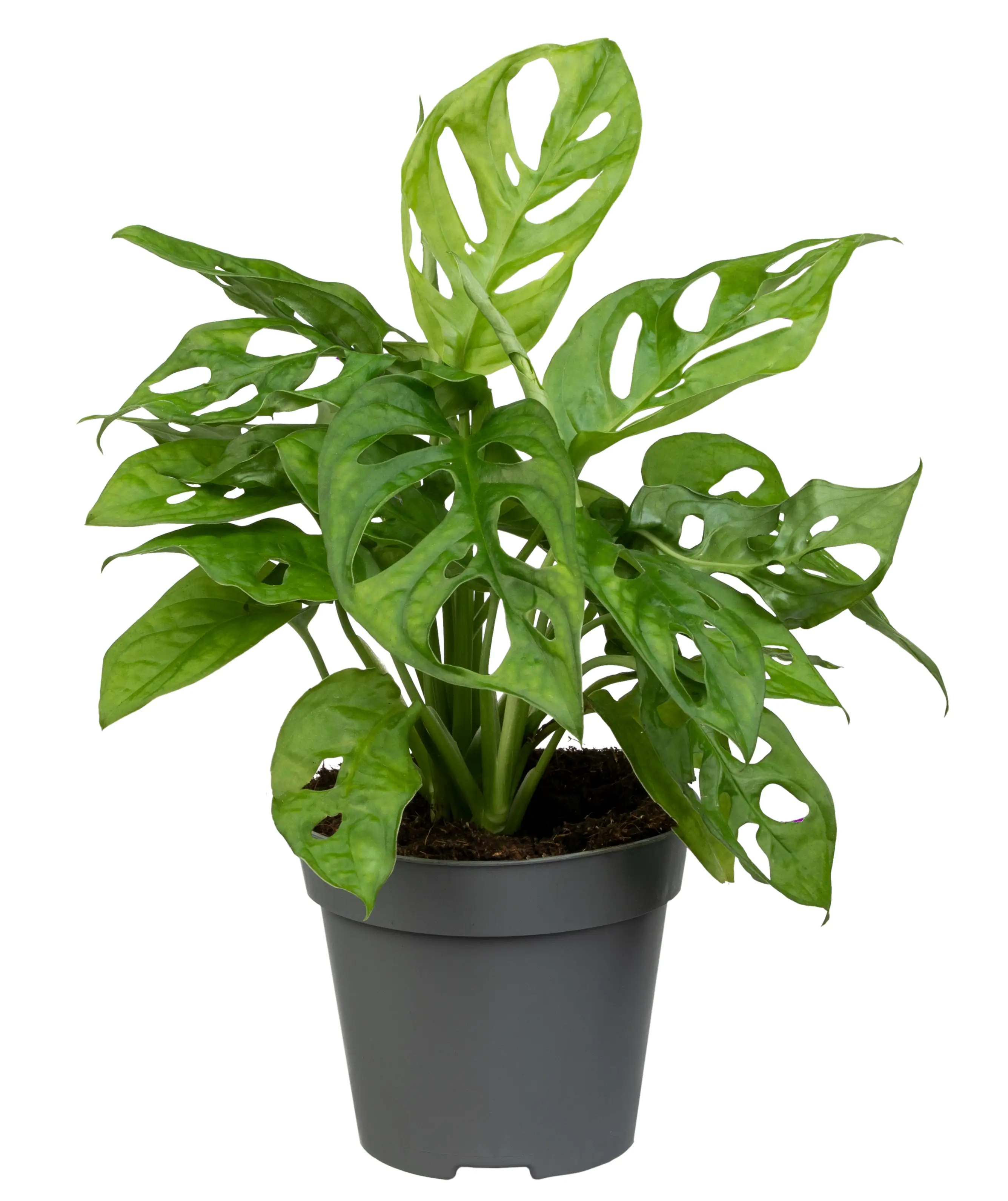Monstera Monkey Leaf Fensterblatt 30 cm 12 cm Topf