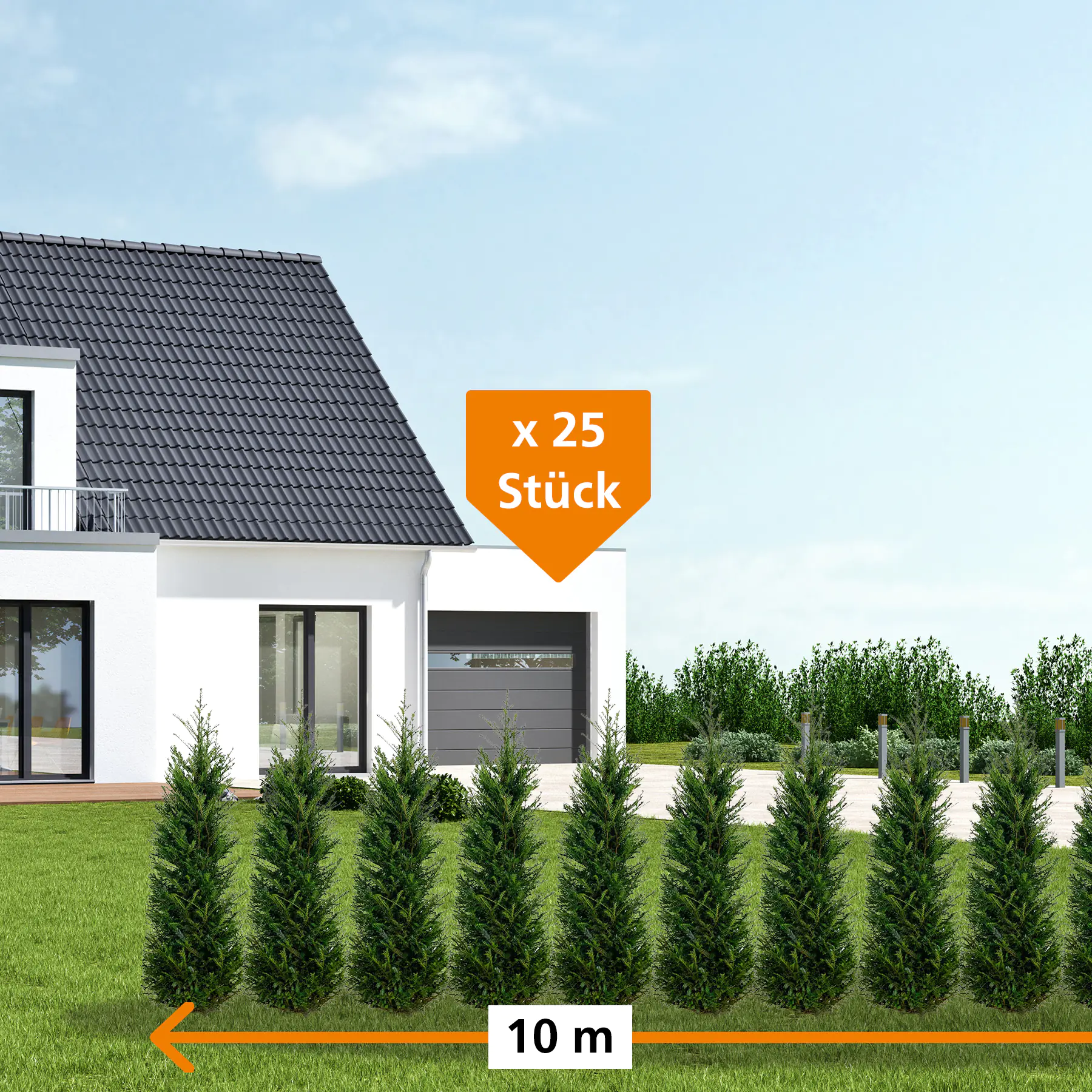 Heimische Eibe Taxus baccata H 60 - 80 cm, 25 Stück