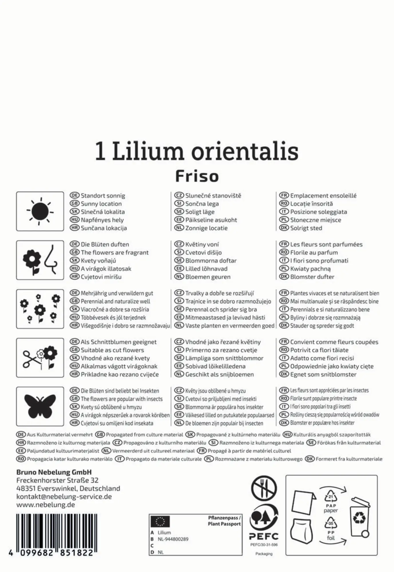 Kiepenkerl Herbstblumenzwiebel Lilien-Hybride Friso 1 Stück