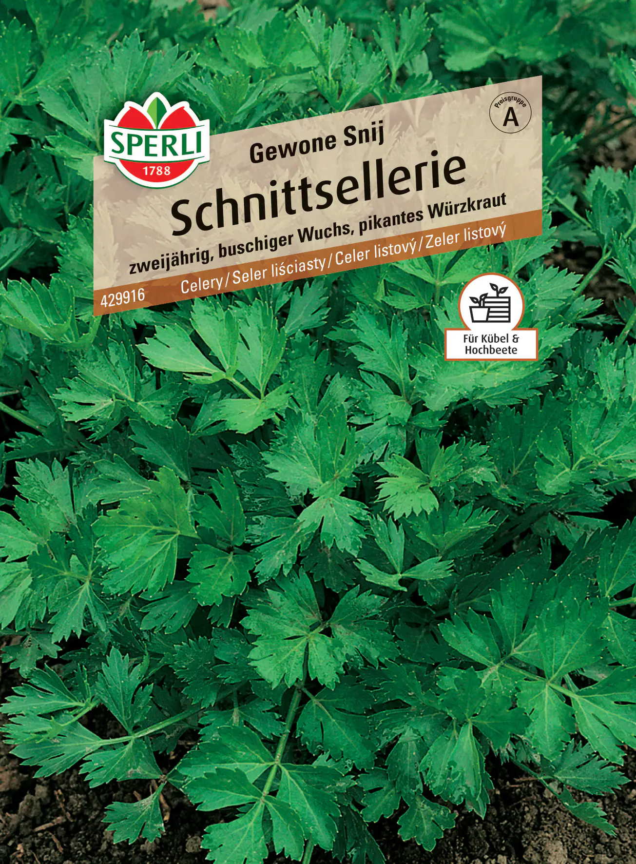 Sperli Schnittsellerie Gewone Snij