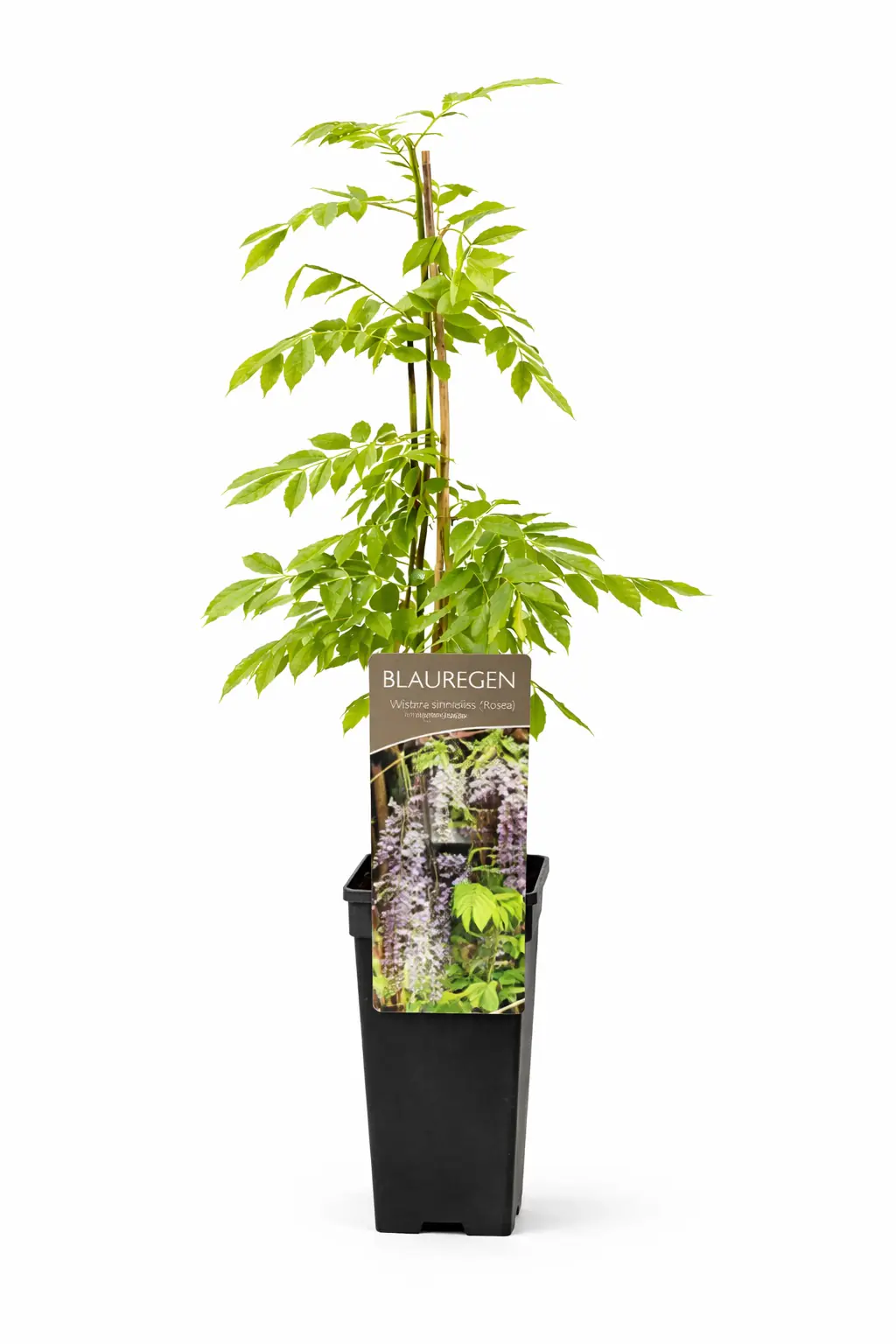 Blauregen Wisteria Alba H ca 40 cm 2 L Eckcontainer