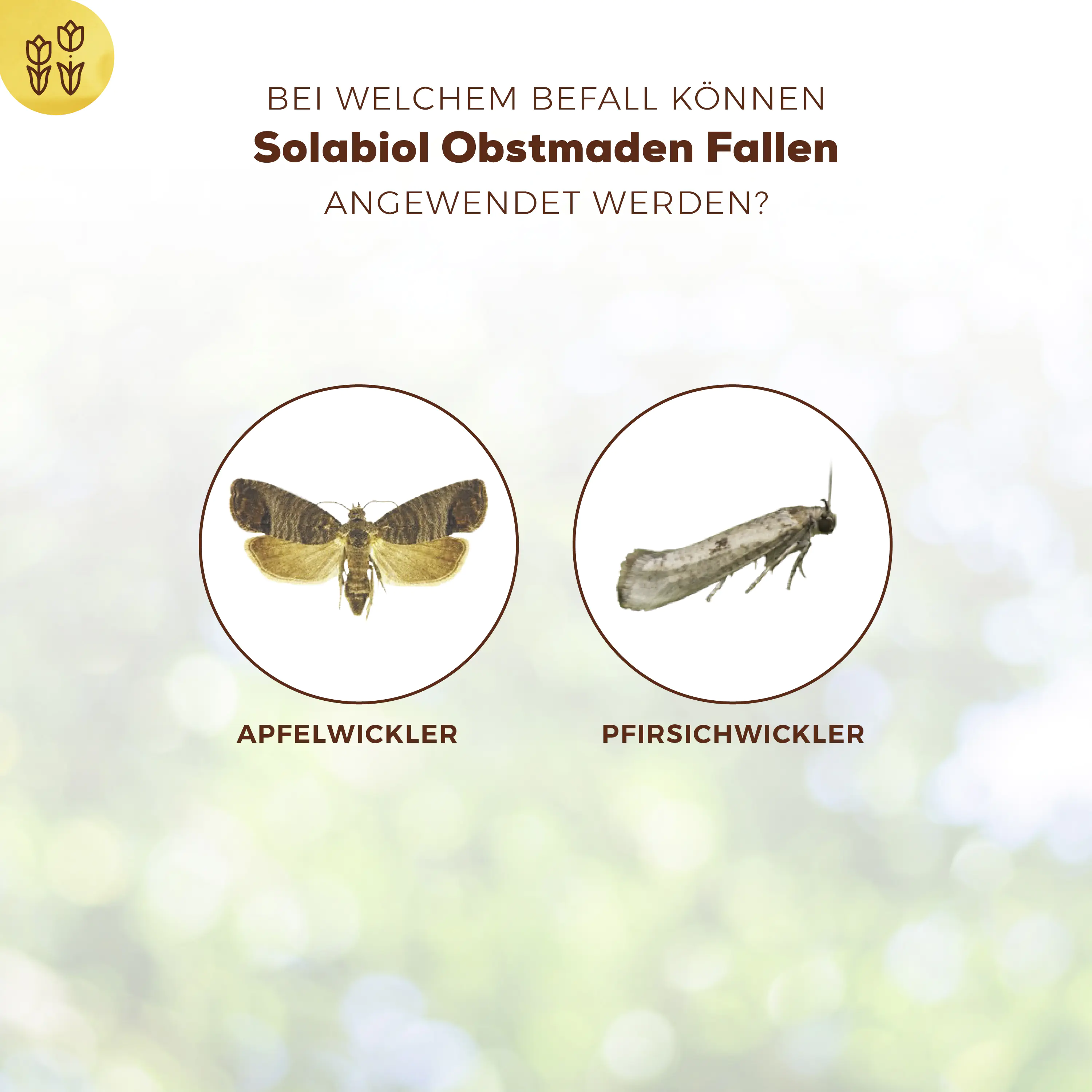 Solabiol Obstmaden Fallen 5 Stück Solabiol Obstmaden Fallen 5 Stück