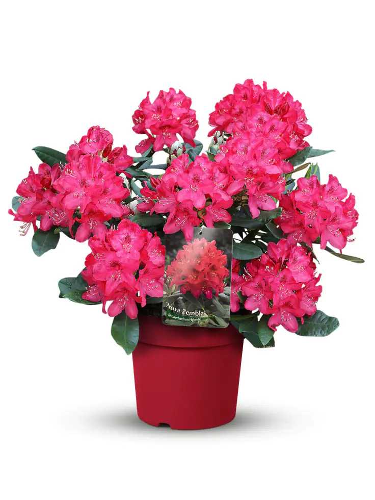 Rhododendron in Sorten 5 l Topf