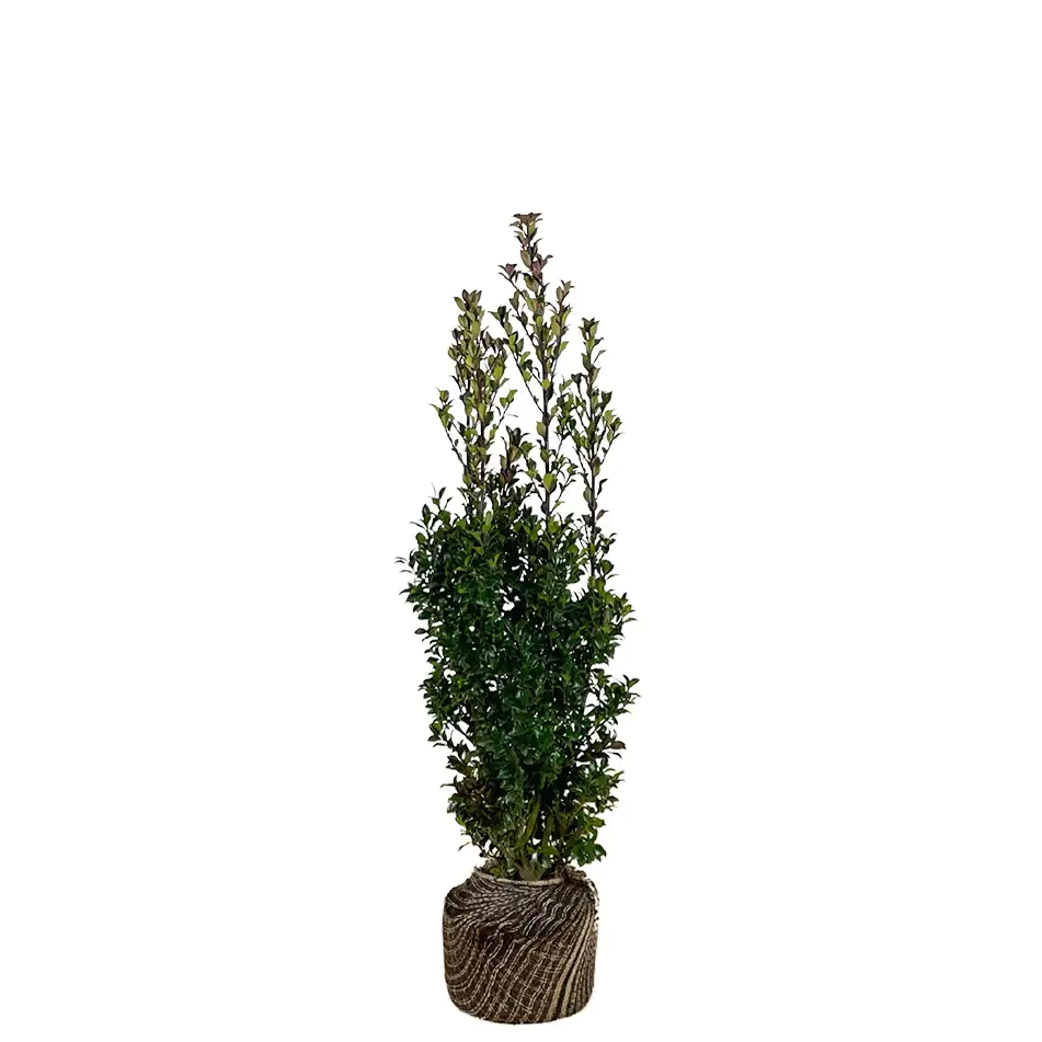 Stechpalme Ilex merservae Heckenstar H 120 - 140 cm, 20 Stück
