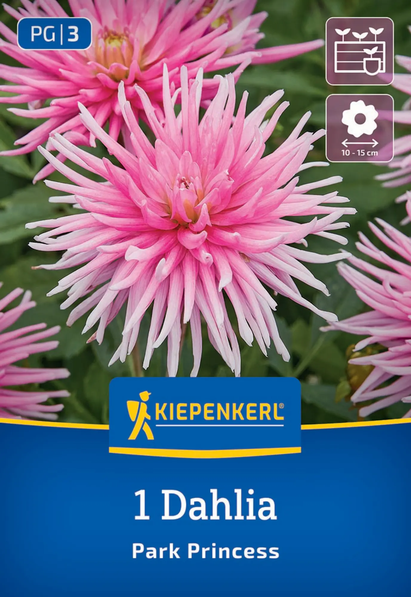 Kiepenkerl Frühjahrsblumenzwiebel Beet- & Kübel-Dahlie Park Princess 1 Stück