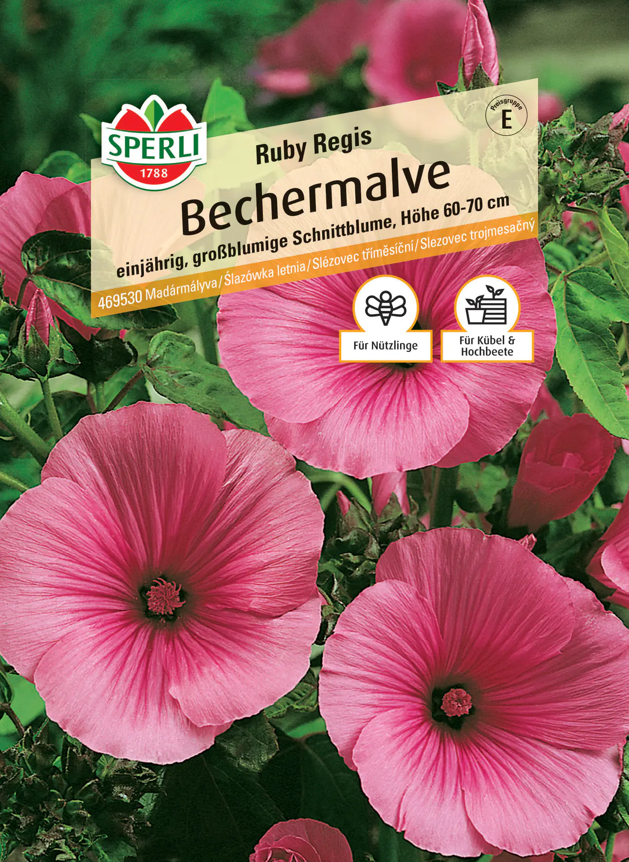 Sperli Bechermalve Ruby Regis