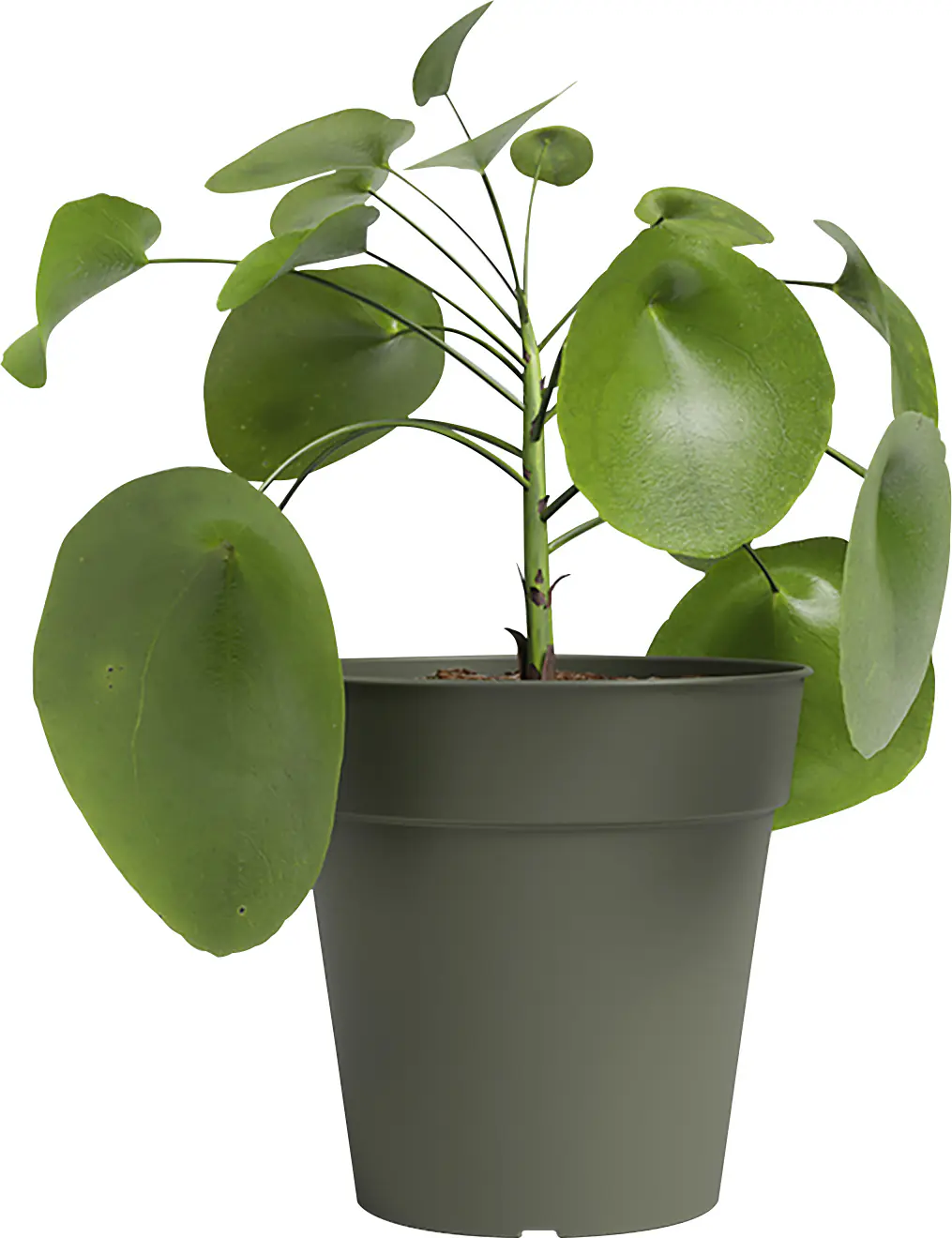 Artevasi Anzuchttopf Madagascar Kunststoff trockengrün Ø 19 x 17 cm 