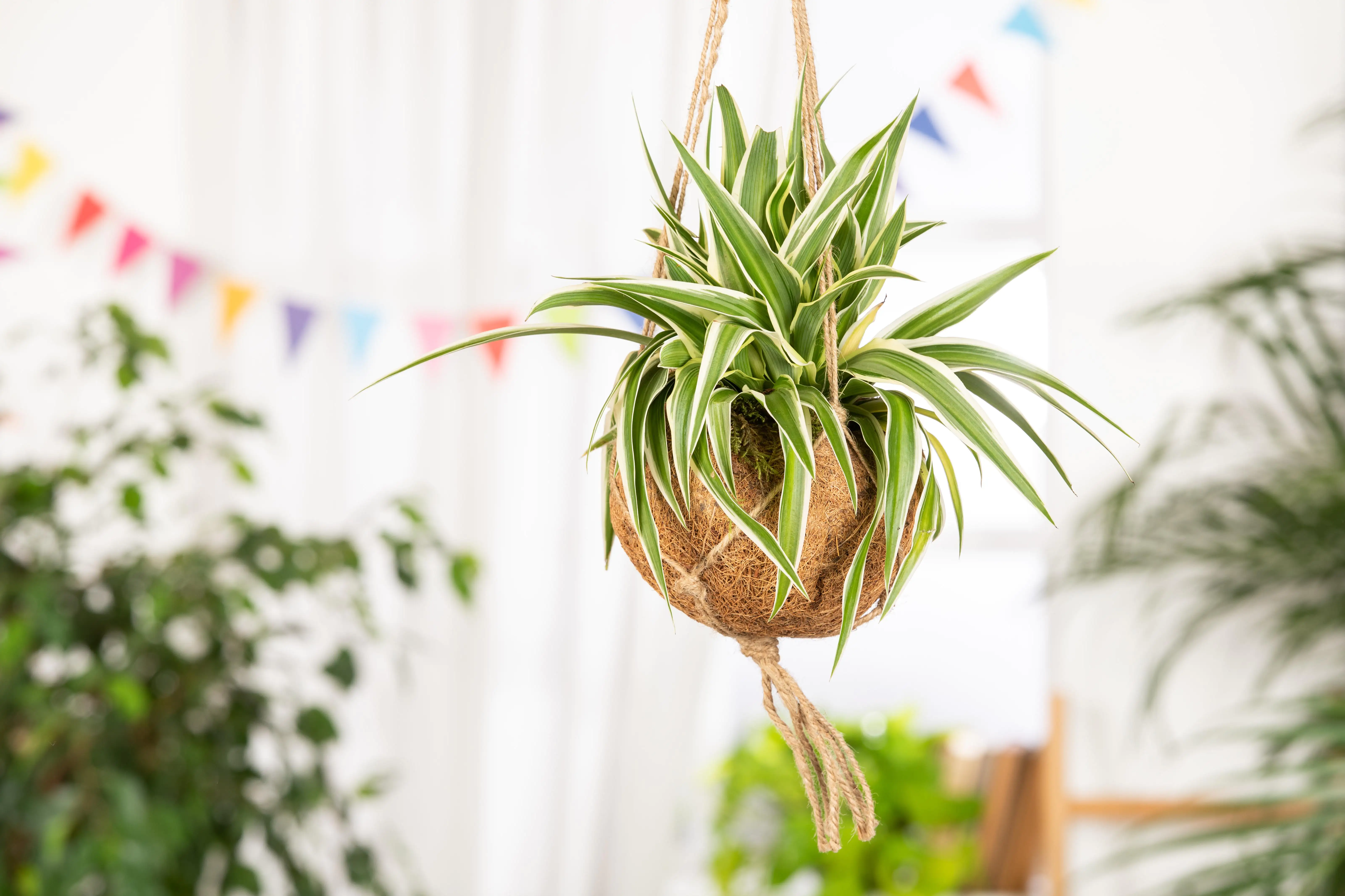 Kokodama Chlorophytum Grünlilie 20 cm 15 cm Topf