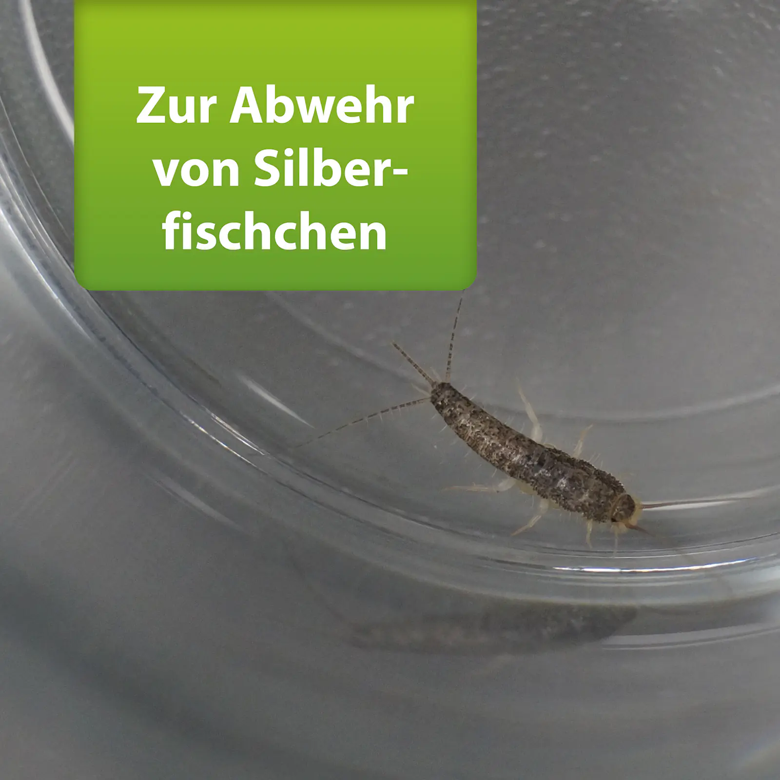 Ardap Repell Silberfischchenspray 400 ml