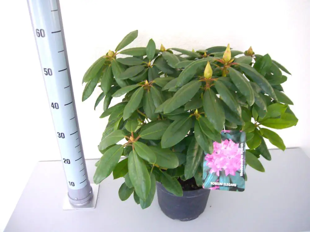Rhododendron Roseum Elegans 5 l Container