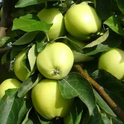 Apfelbaum Malus Weißer Klarapfel 7,5 L Container